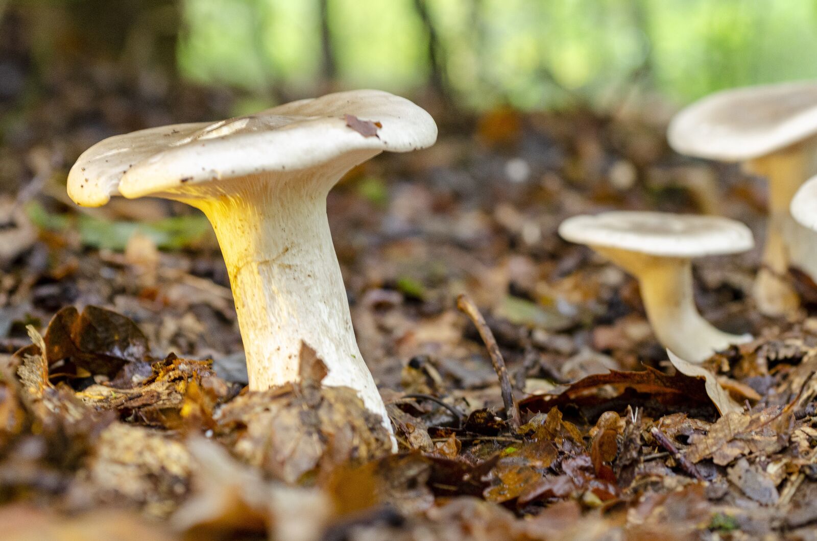 Nikon D7000 sample photo. Fungus, fall, leaf photography