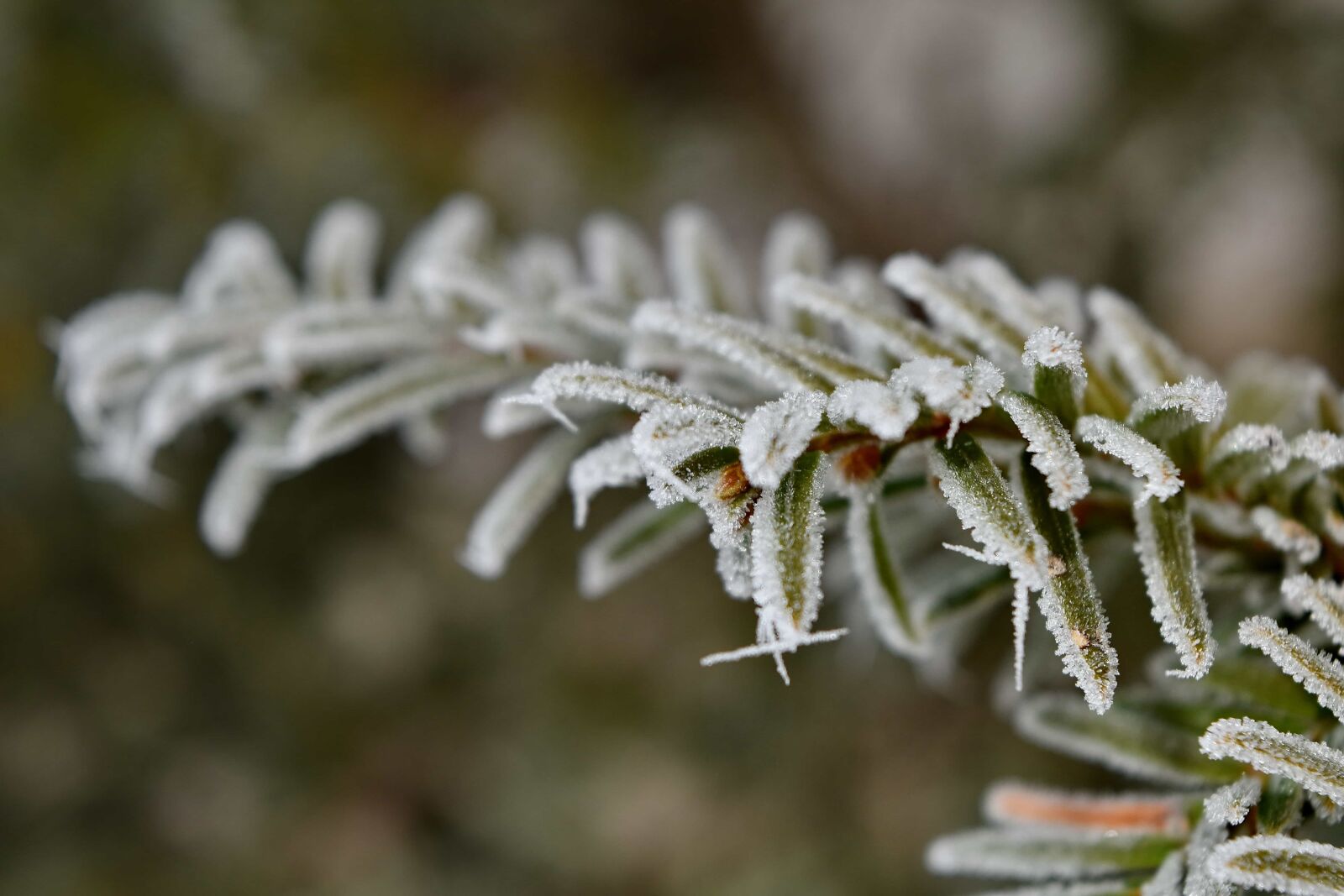 Nikon D5500 sample photo. Conifer, frost, frosty, frozen photography