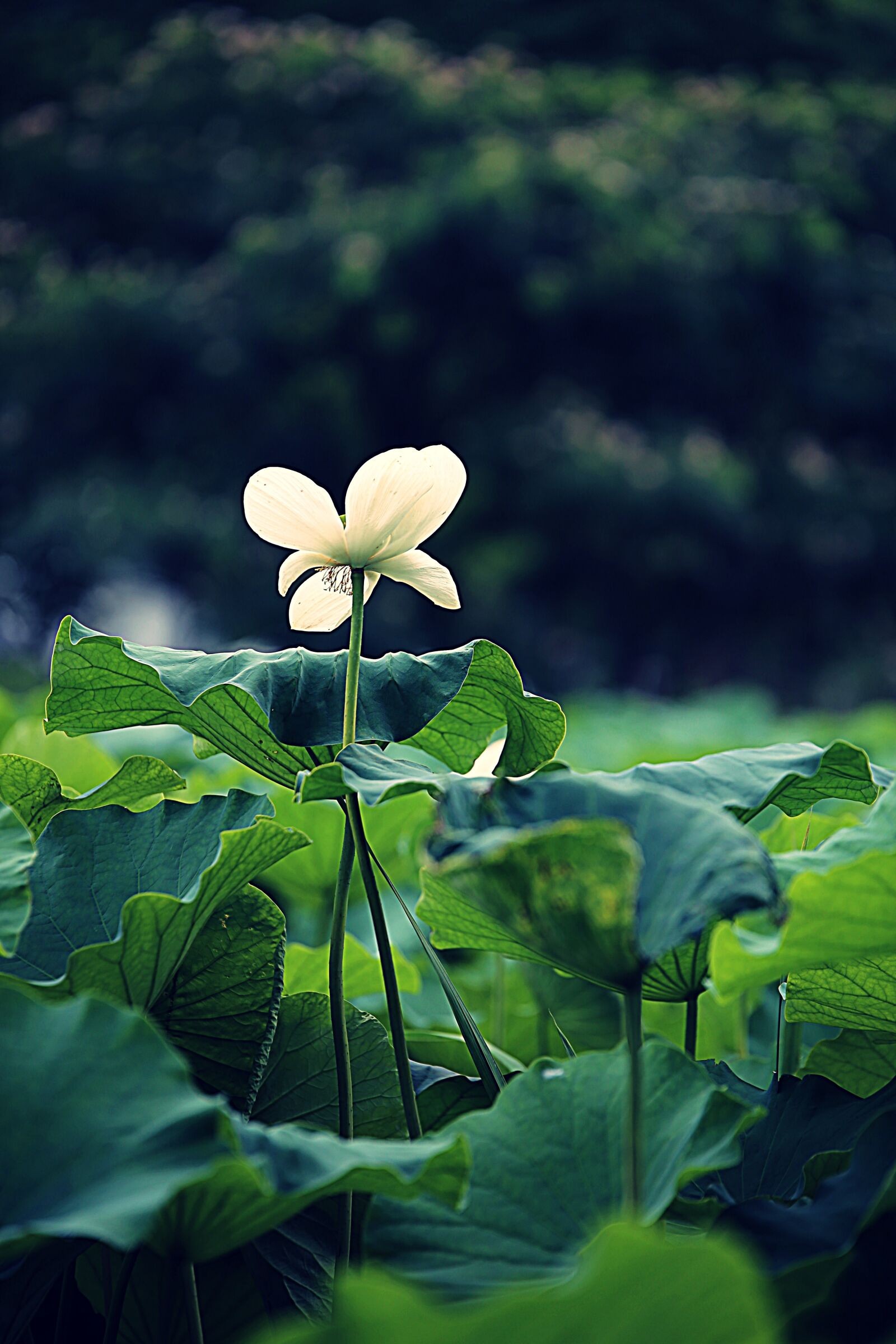 Canon EOS 6D sample photo. Lotus, flowers, kite photography