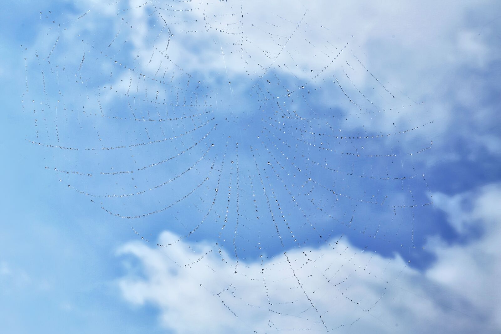 Canon EOS 5D Mark III sample photo. Spider web, nature, sky photography