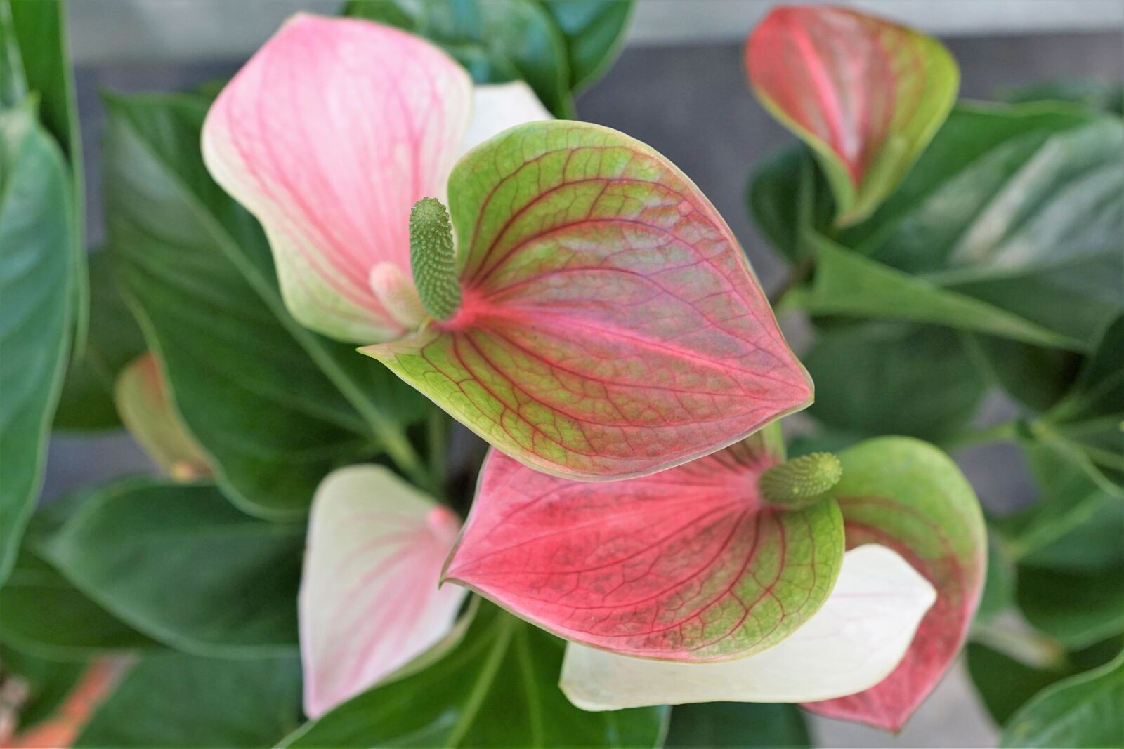Sony ILCA-77M2 + Sony DT 16-50mm F2.8 SSM sample photo. Calla, flower, rose photography