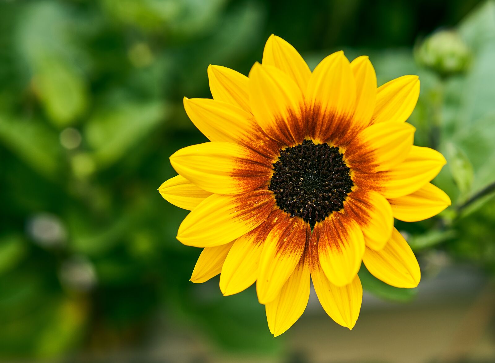 Sony E 50mm F1.8 OSS sample photo. Sunflower, blossom, bloom photography
