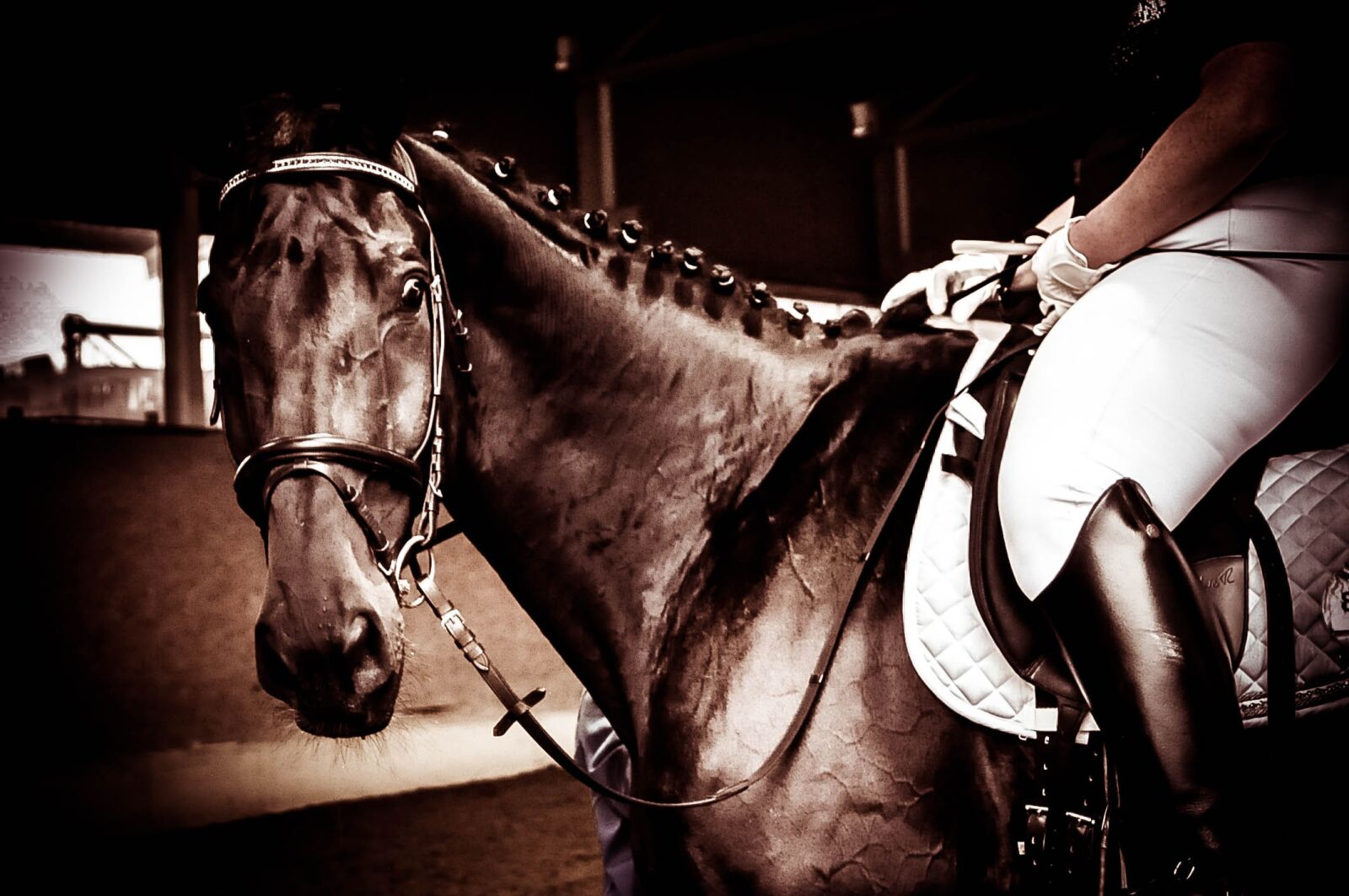 Nikon D90 sample photo. Horse, rap, equestrian photography