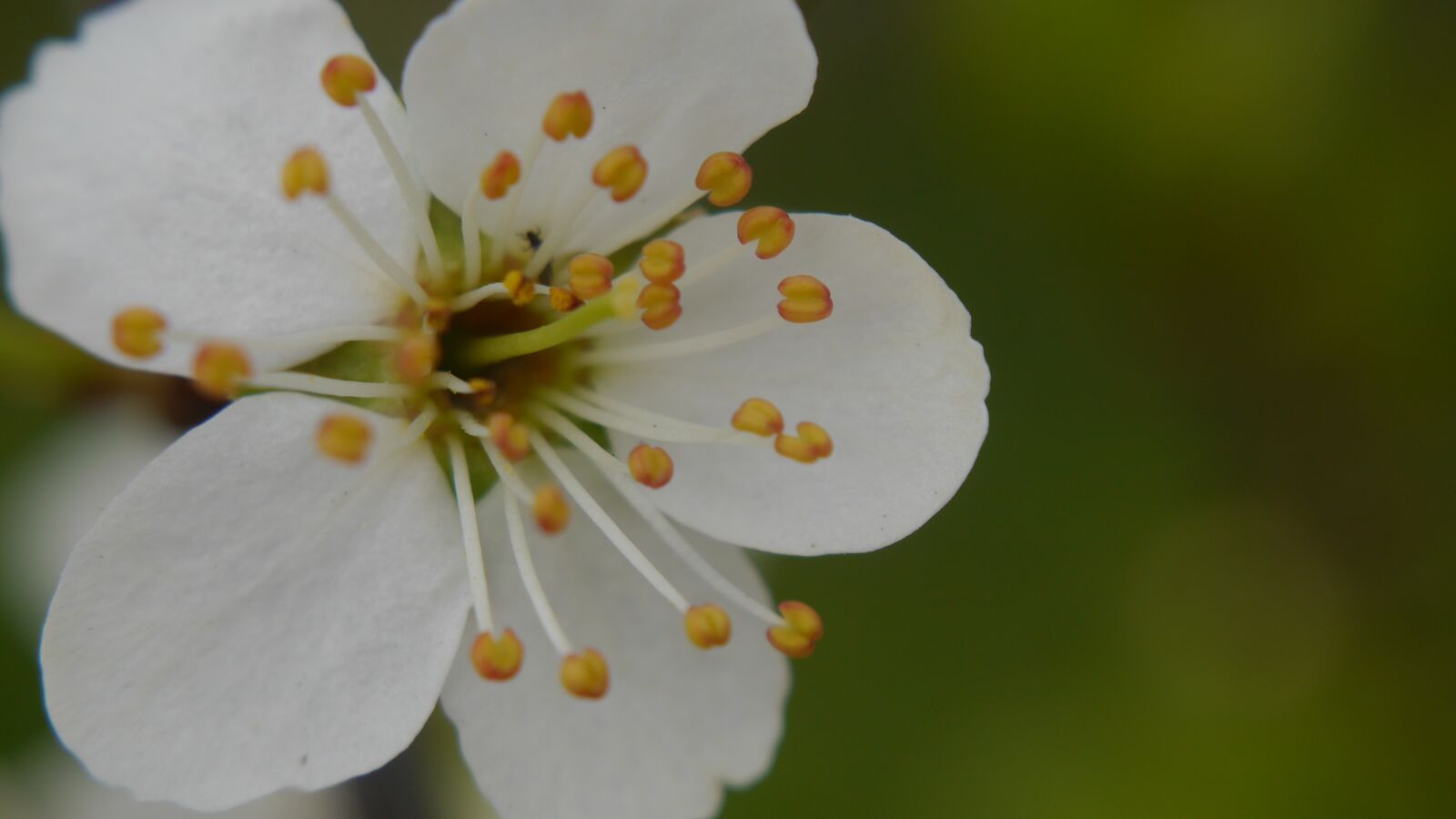 Panasonic Lumix DMC-GF6 sample photo. Flower, plant, floral photography