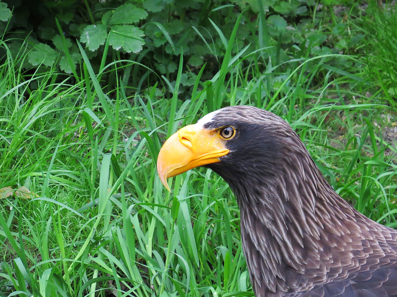Canon PowerShot SX50 HS sample photo. Adler, bird of prey photography