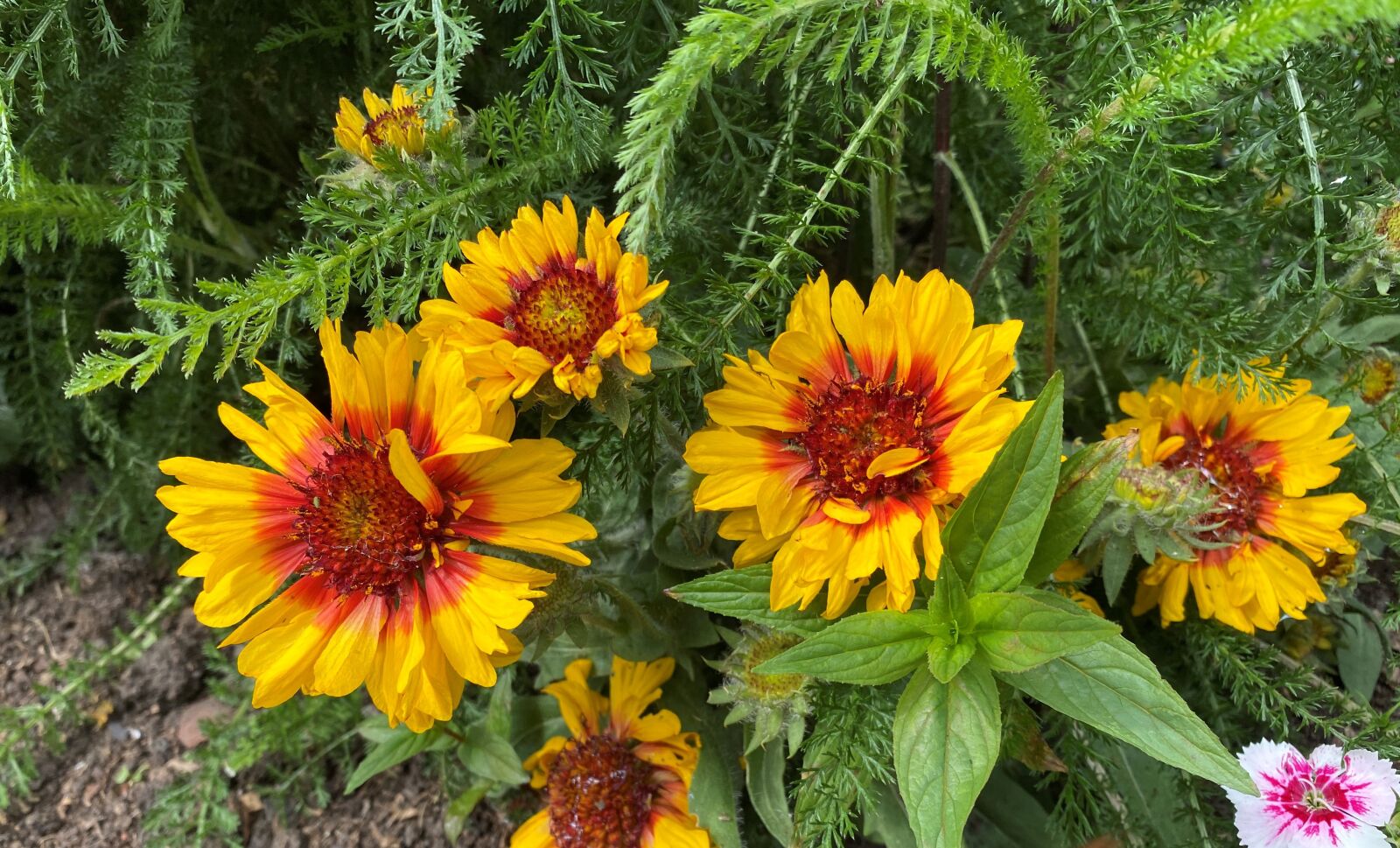 iPhone 11 back dual wide camera 4.25mm f/1.8 sample photo. Blanket flower, garden, green photography