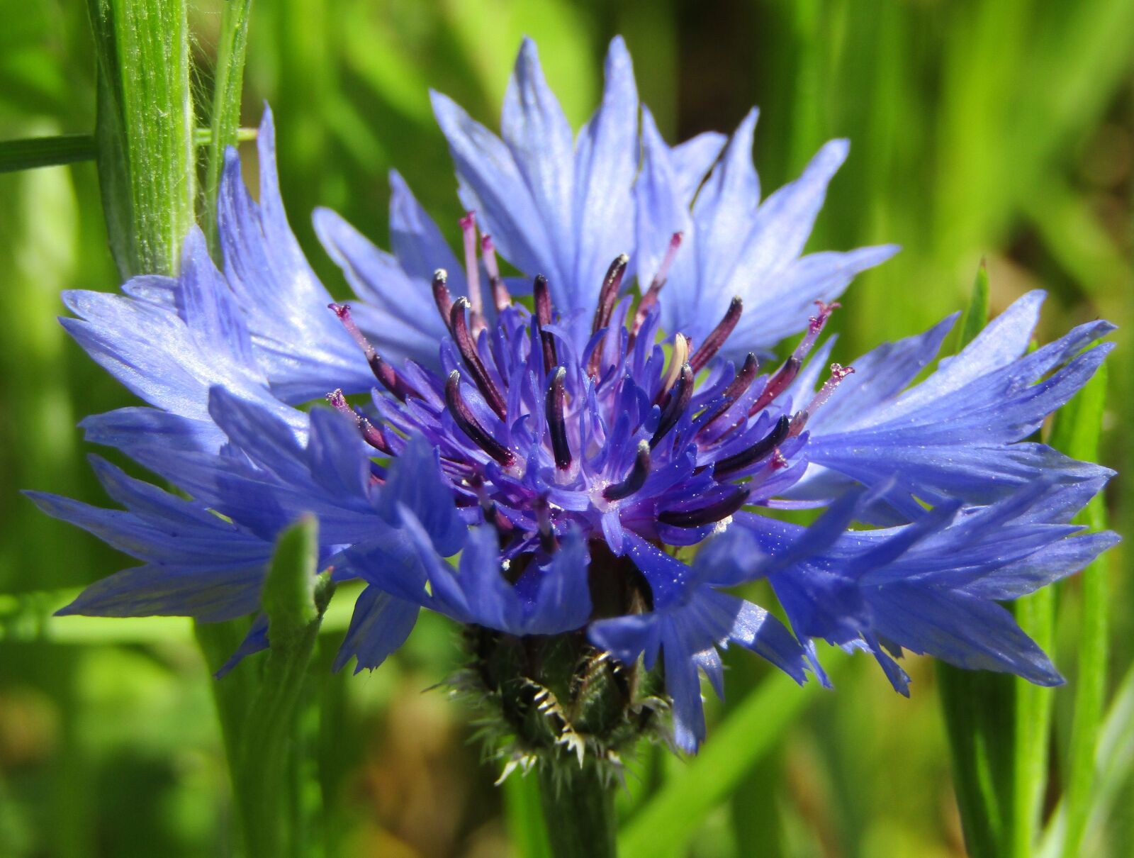 Canon POWERSHOT SX432 IS sample photo. Cornflower, blue, wild flower photography