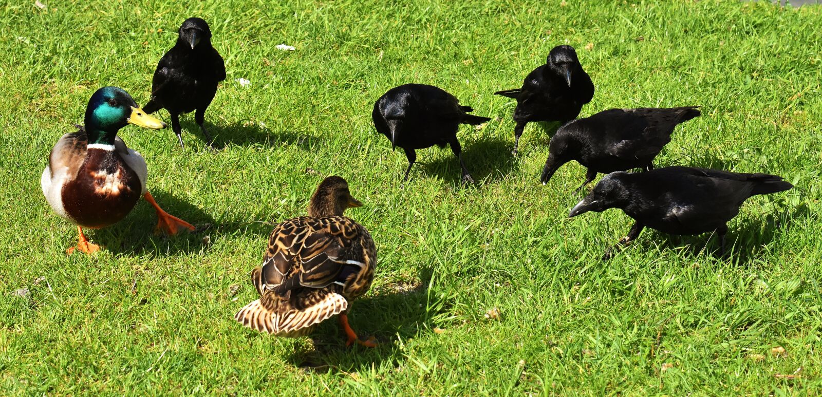 Nikon D7200 sample photo. Crow, raven bird, raven photography