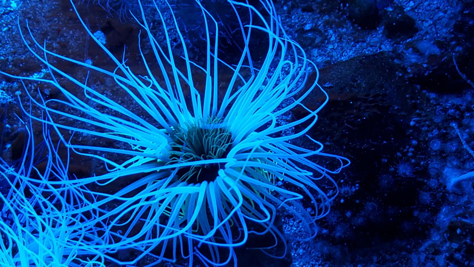 Samsung GALAXY S6 edge sample photo. Sea anemone, aquarium, ocean photography