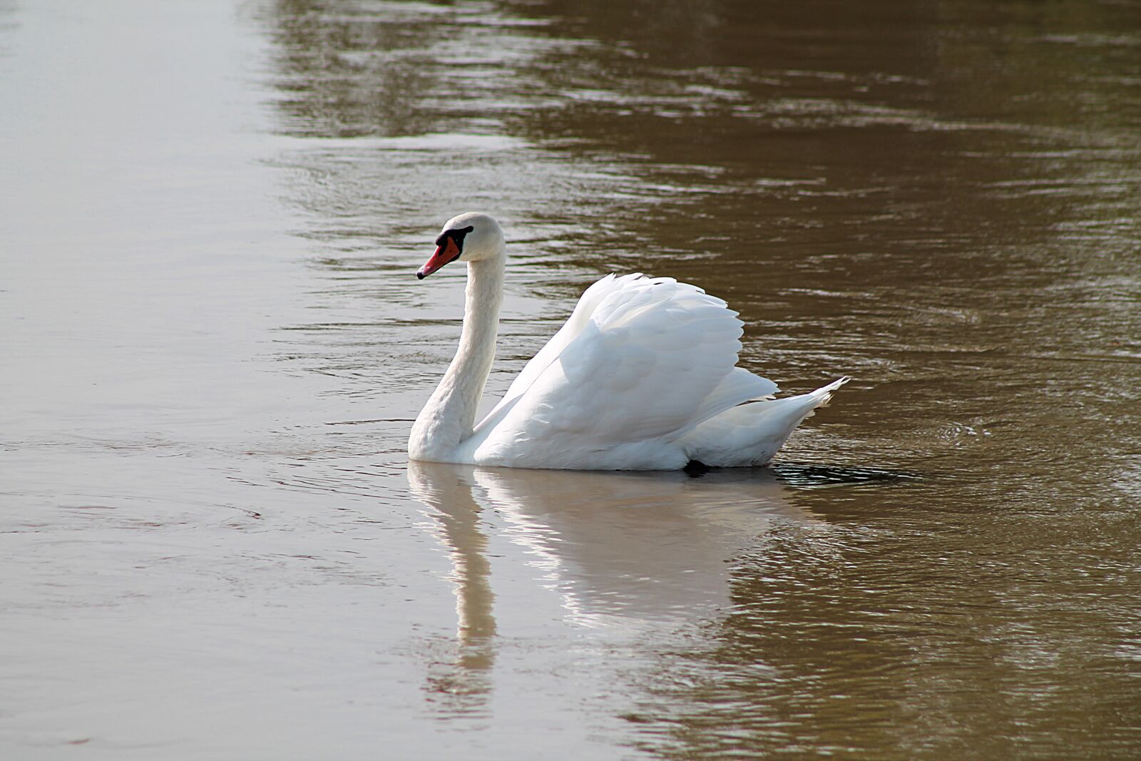 EF75-300mm f/4-5.6 sample photo. Swan, bird, feather photography
