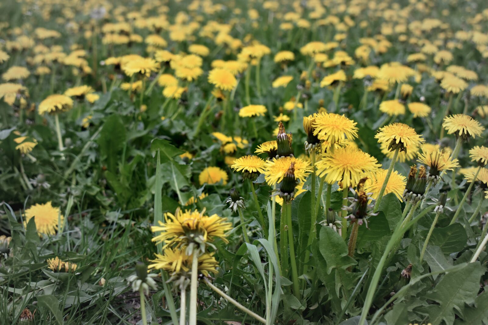 Nikon D5600 sample photo. Blossom, plant, nature photography