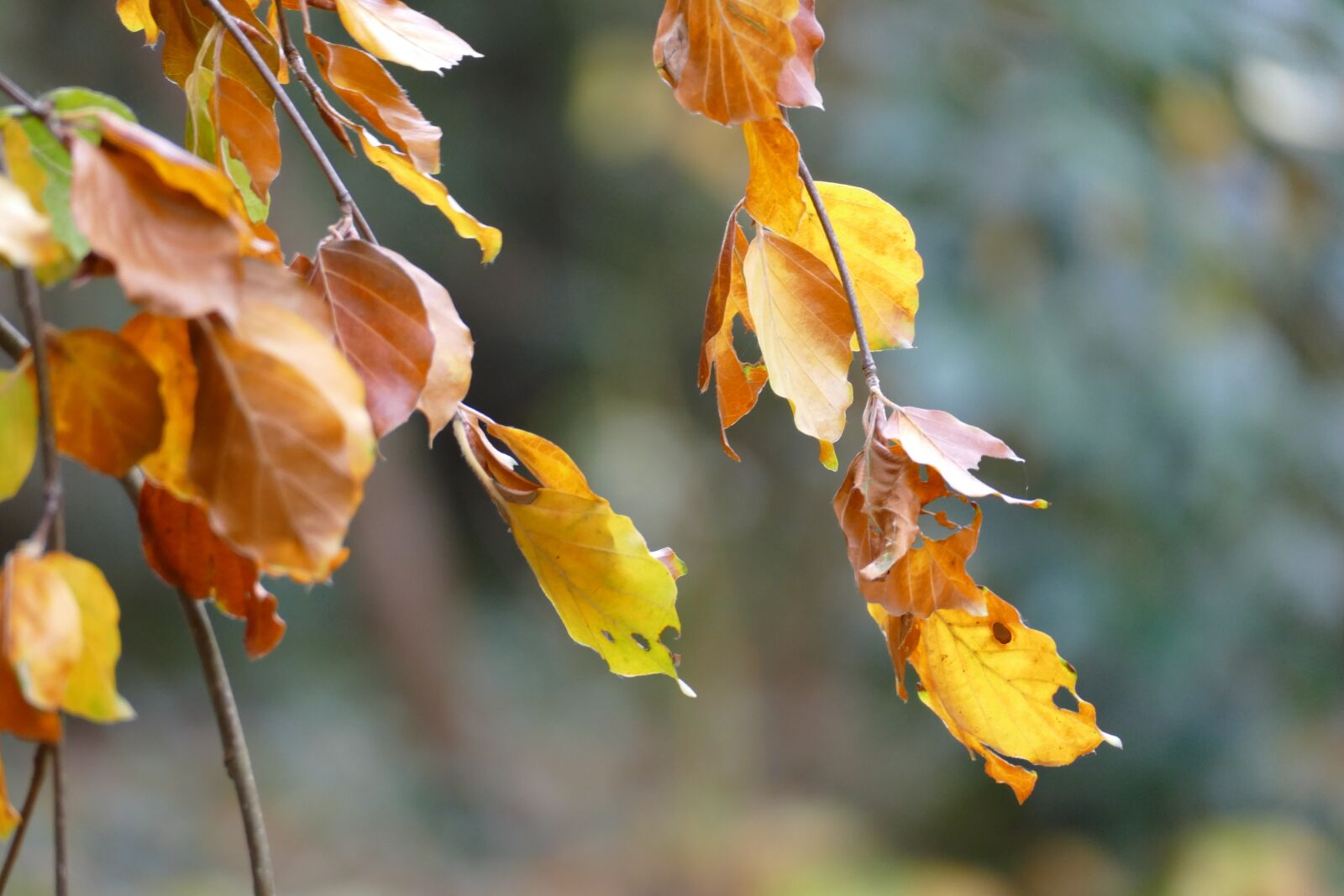 Panasonic Lumix DMC-FZ1000 sample photo. Fagus, beech, leaves photography