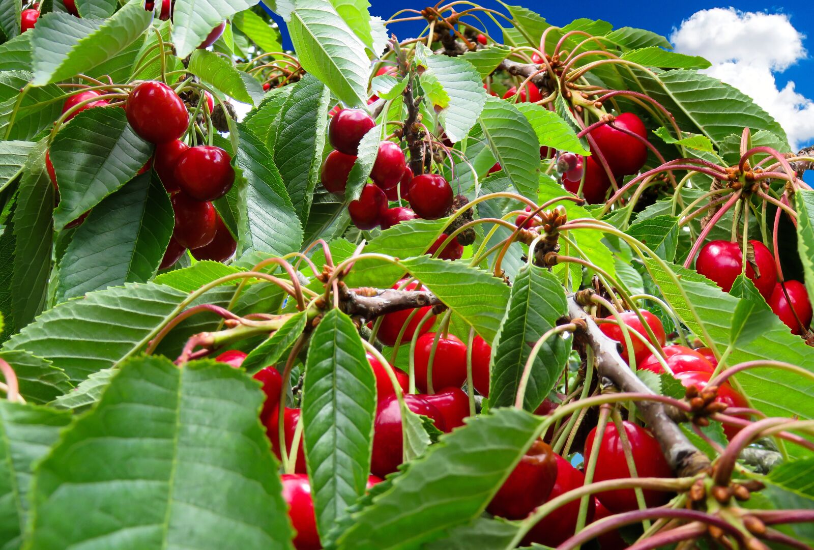 Canon PowerShot SX710 HS sample photo. Cherries, cherry harvest, cherry photography