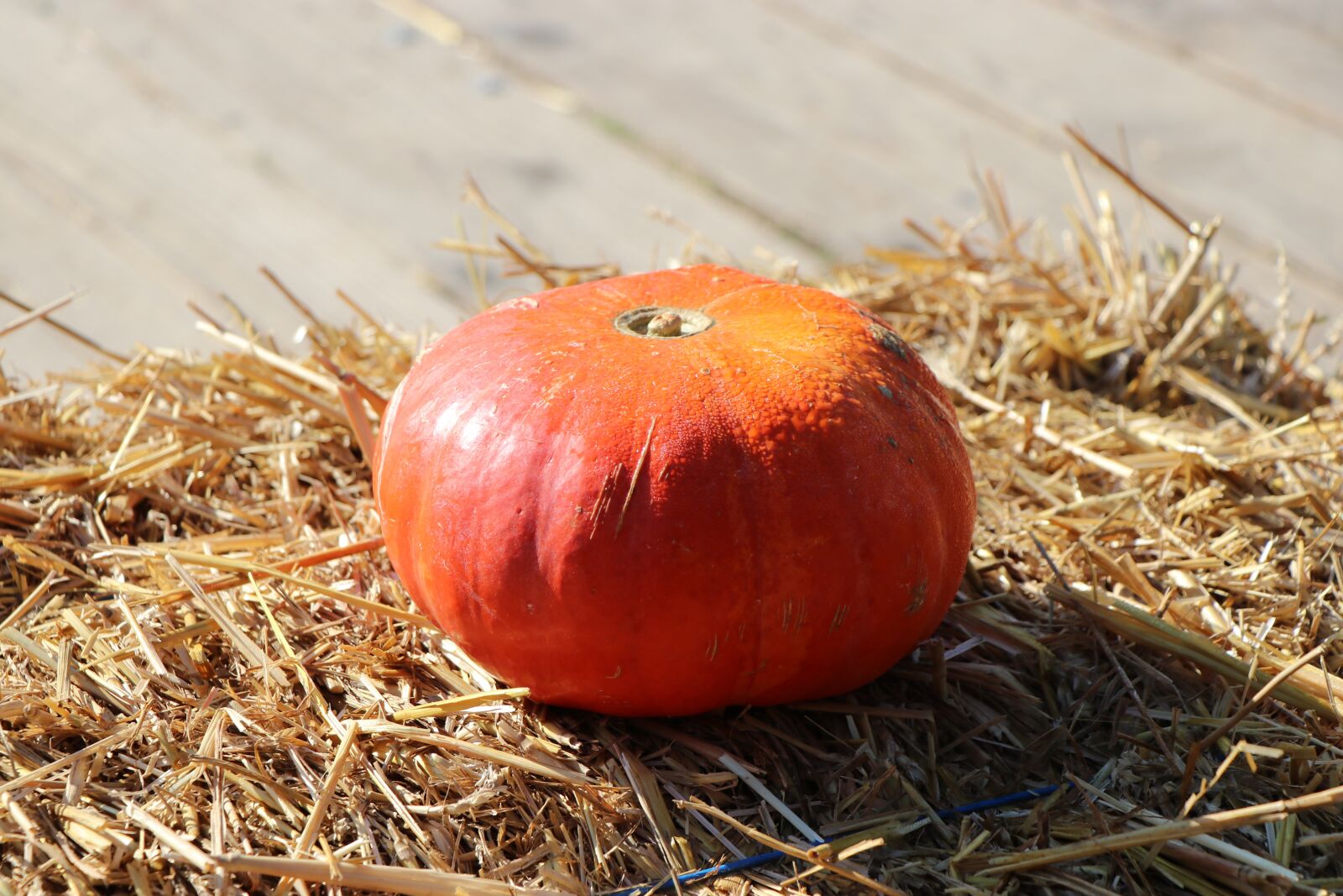 Canon EF-S 18-135mm F3.5-5.6 IS USM sample photo. Pumpkin, autumn, orange photography