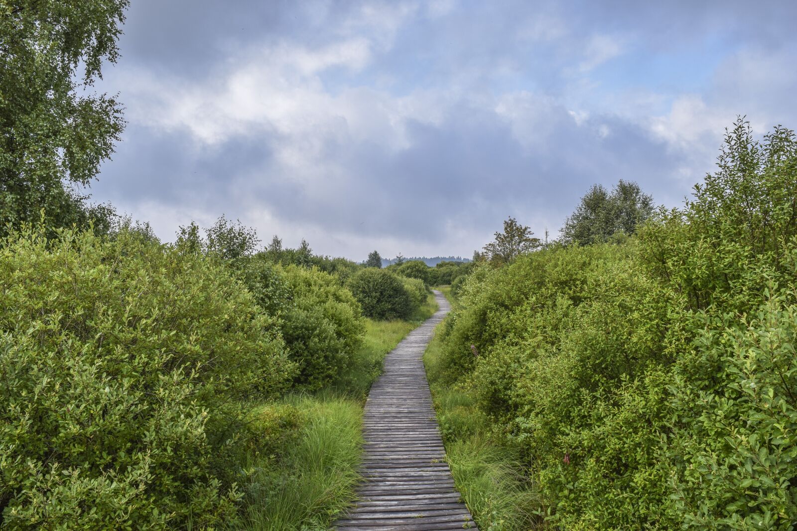 Nikon D3300 sample photo. Nature, landscape, moor photography