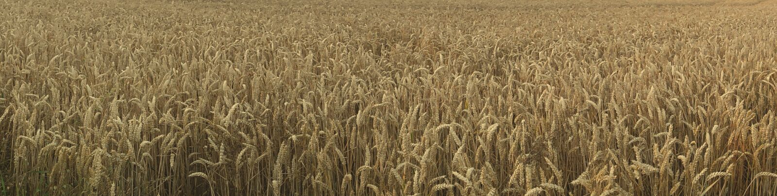 Nikon Coolpix L840 sample photo. Field, broader view, wheat photography