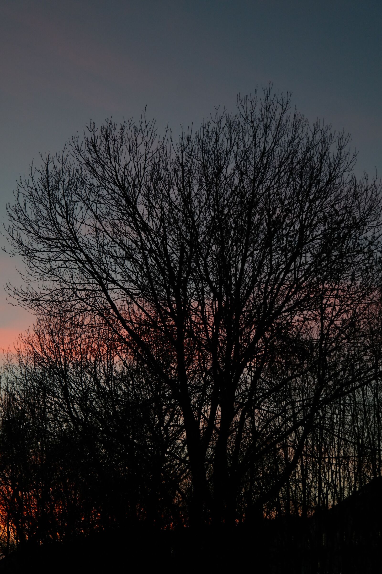 Samsung NX300 sample photo. Trees, aesthetic, sunset photography
