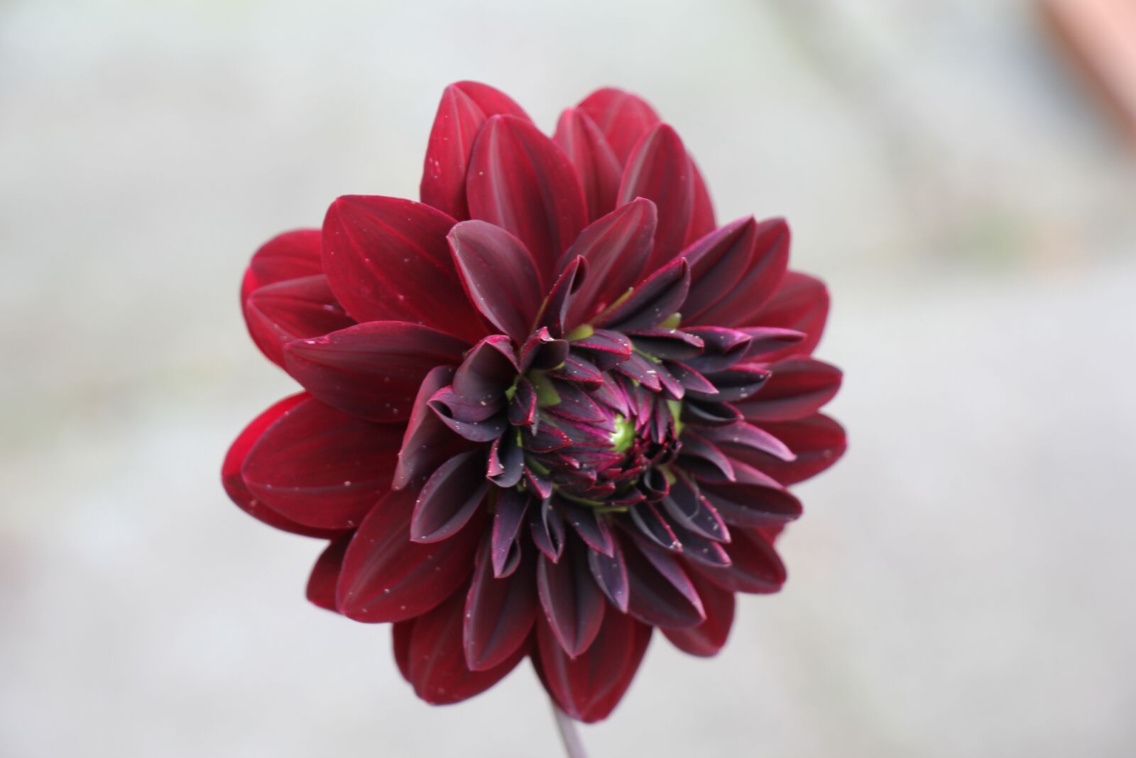 Canon EOS 60D sample photo. Dahlia, flower, red photography