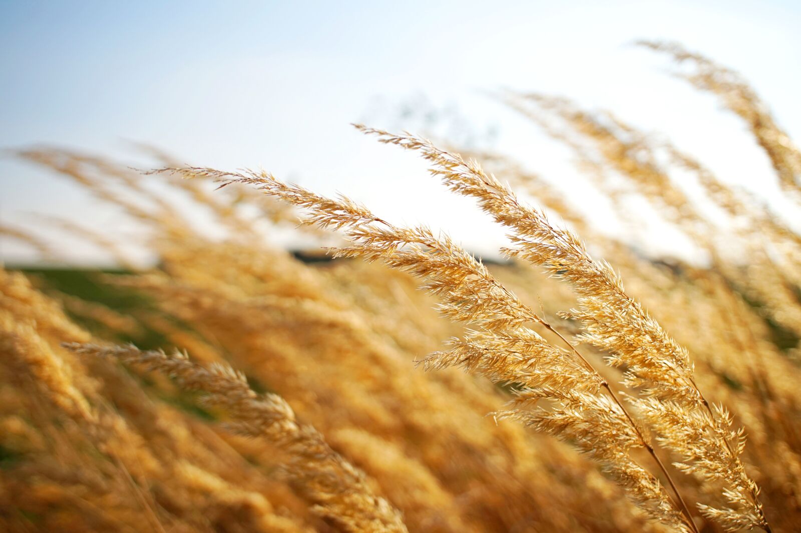 Sony Alpha a5000 (ILCE 5000) sample photo. Grass, grain, flowers photography