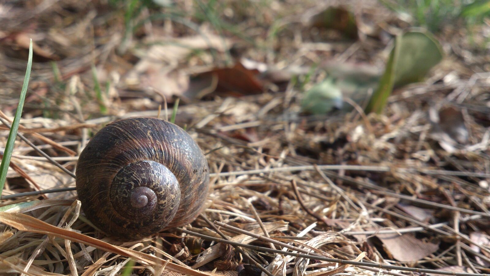 Sony Ericsson Xperia S sample photo. Nature, snail, plant photography