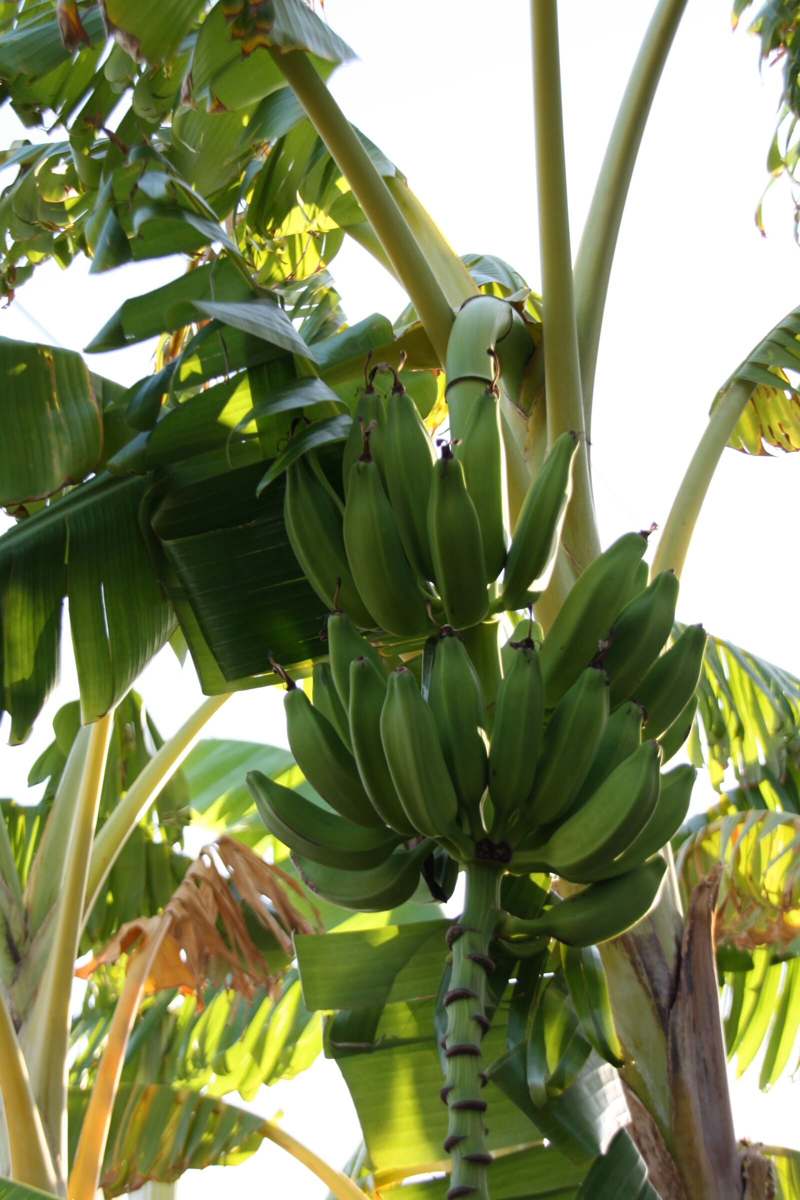 Canon EOS 1000D (EOS Digital Rebel XS / EOS Kiss F) sample photo. Banana, banan tree, exotic photography