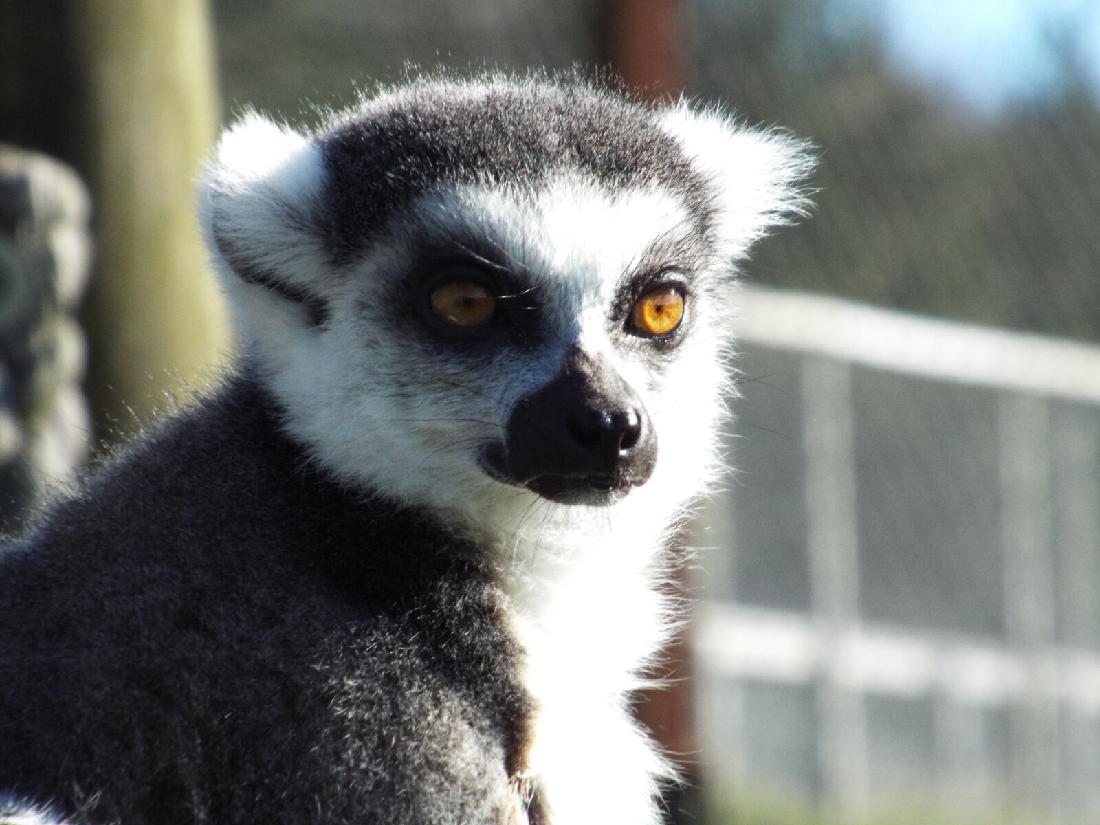 Fujifilm FinePix S6800 sample photo. Lemur, ring-tailed, primate photography