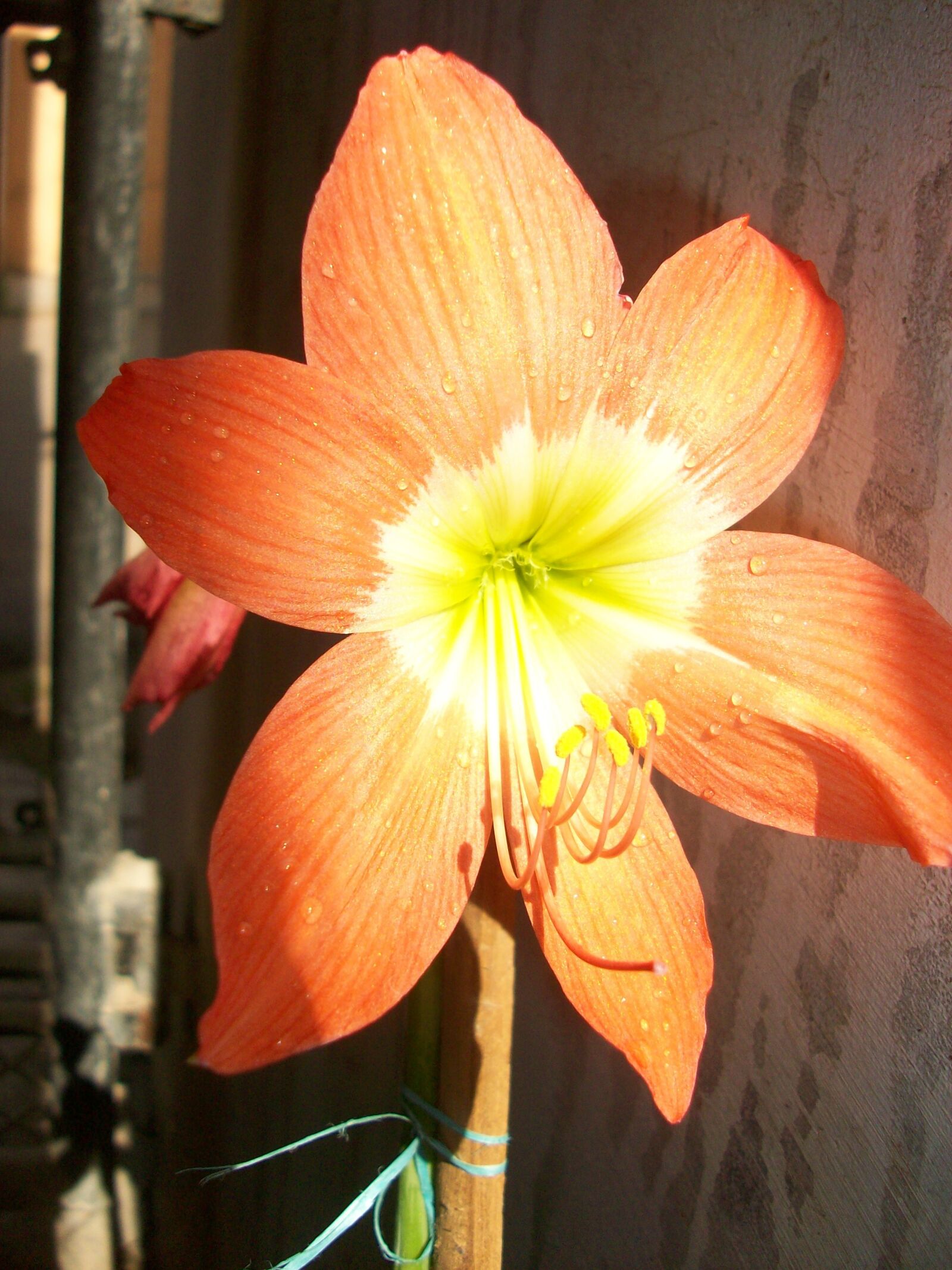Kodak EASYSHARE M863 DIGITAL CAMERA sample photo. Flower, spring, plant photography