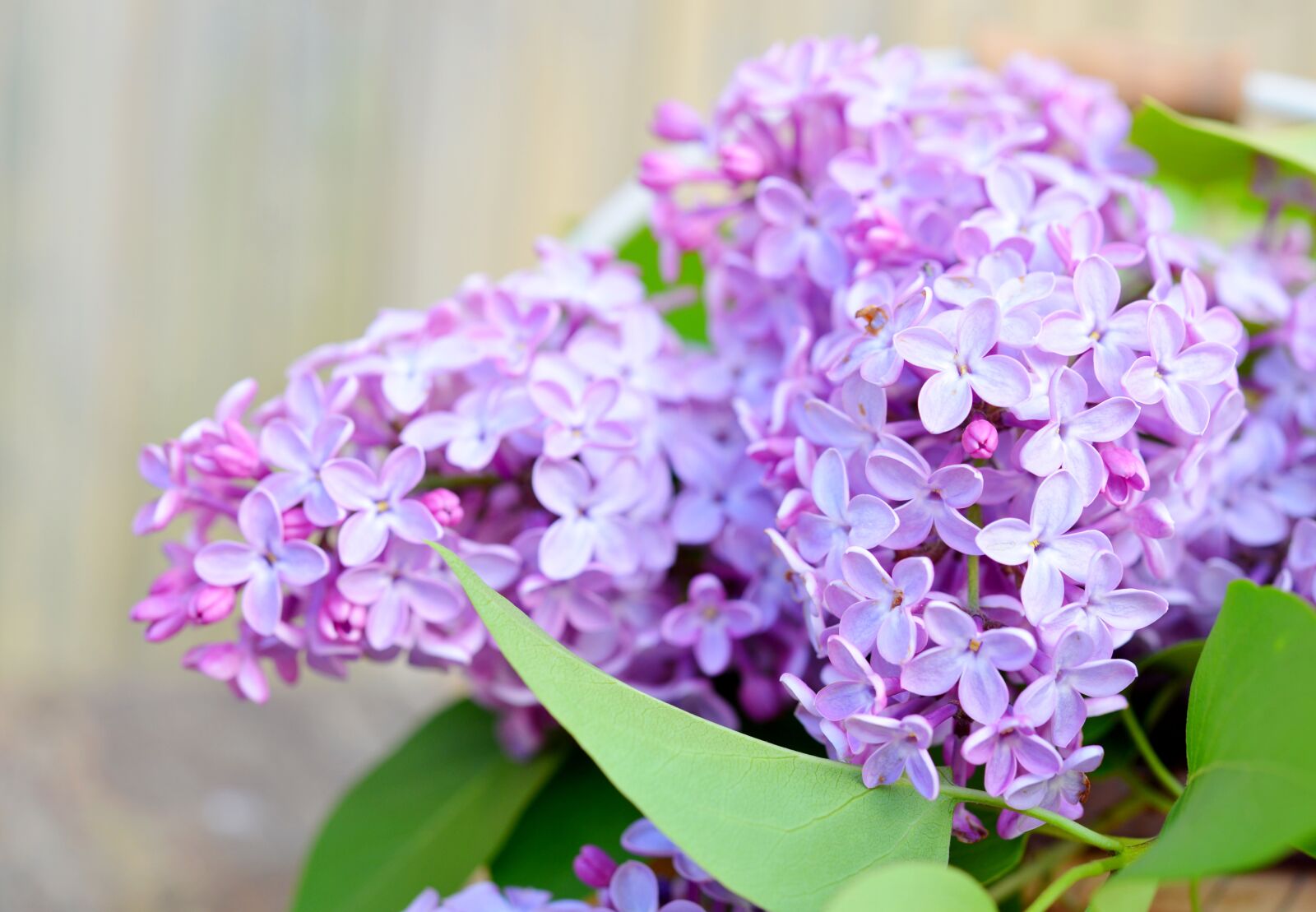 Nikon D600 sample photo. Lilac, flowers, spring photography