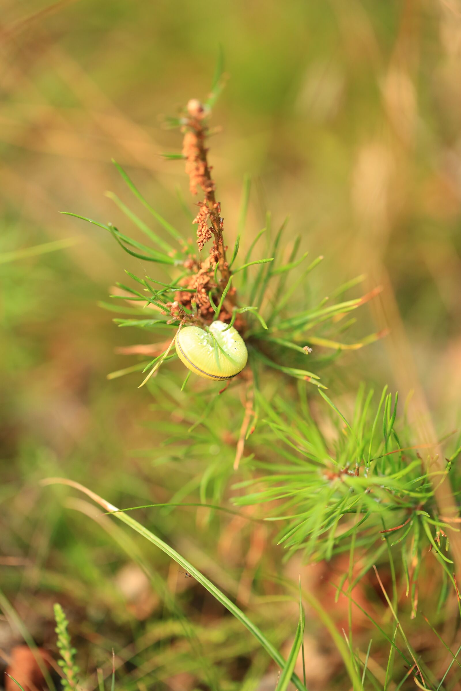 Canon EF 100mm F2.8L Macro IS USM sample photo. Branch, caterpillar, insect photography
