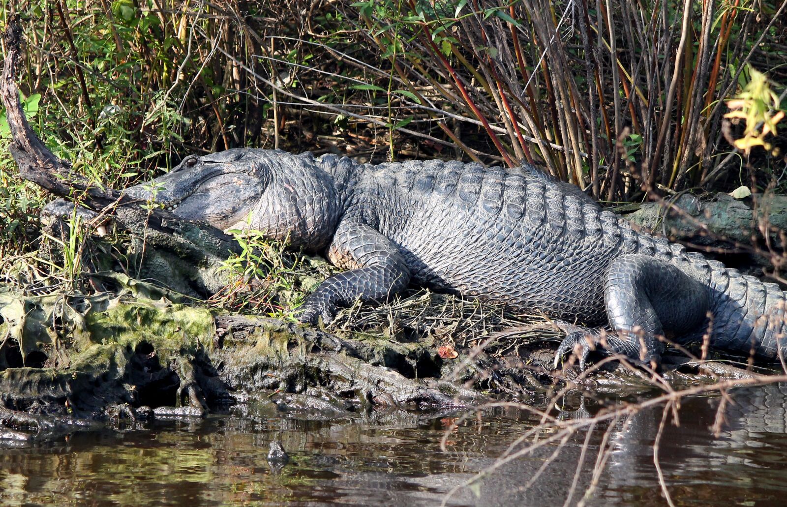 Canon EOS 1100D (EOS Rebel T3 / EOS Kiss X50) + Canon EF-S 55-250mm F4-5.6 IS II sample photo. Gator, alligator, swamp photography