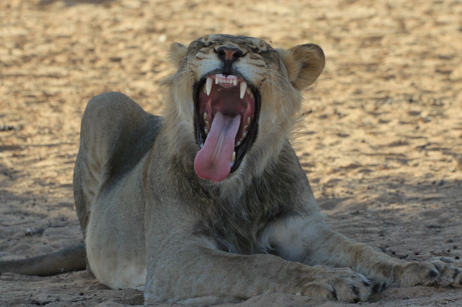 Canon EOS 550D (EOS Rebel T2i / EOS Kiss X4) sample photo. Lion, young male, yawning photography