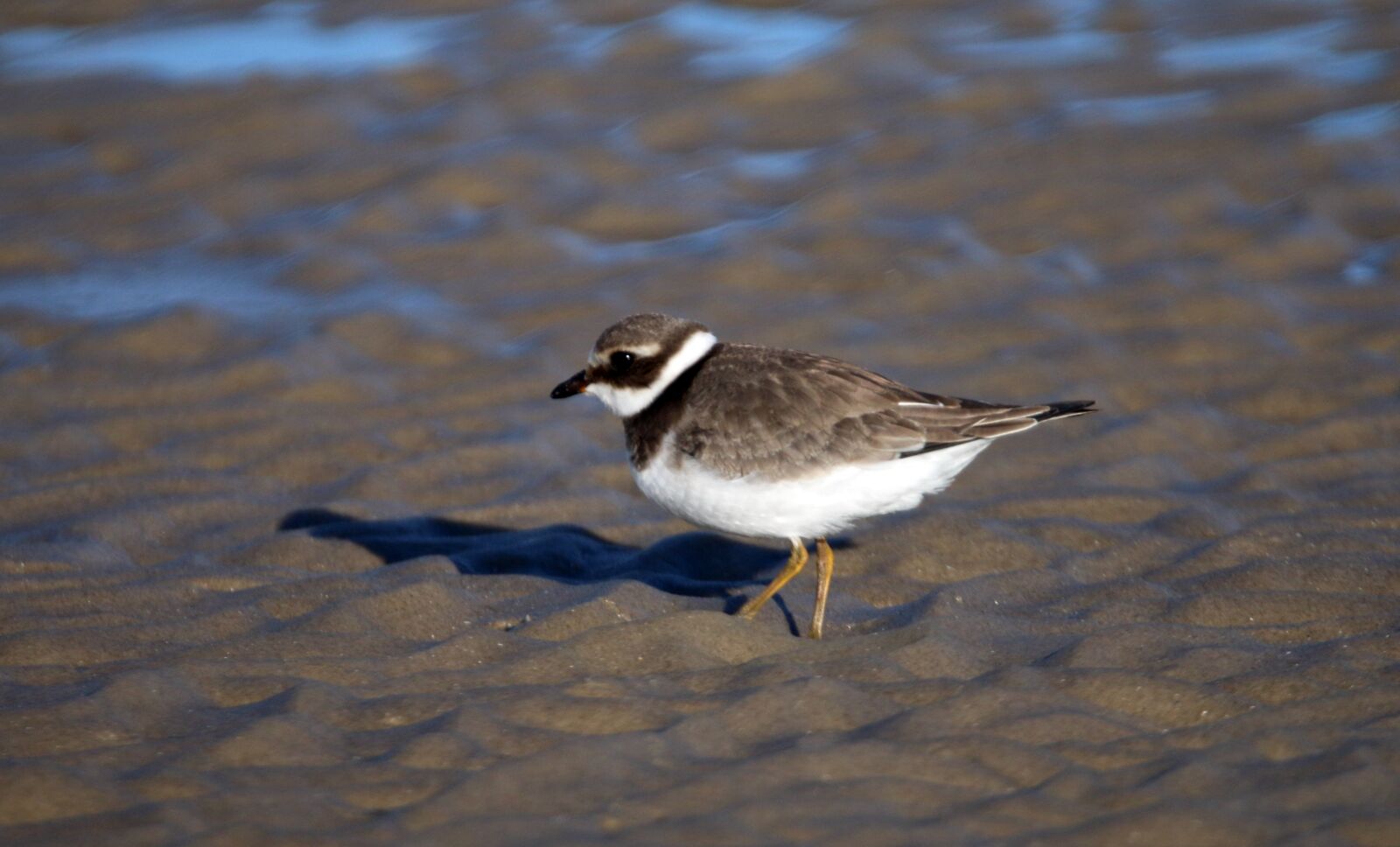 Canon EOS 70D sample photo. Ringed plover, water, north photography