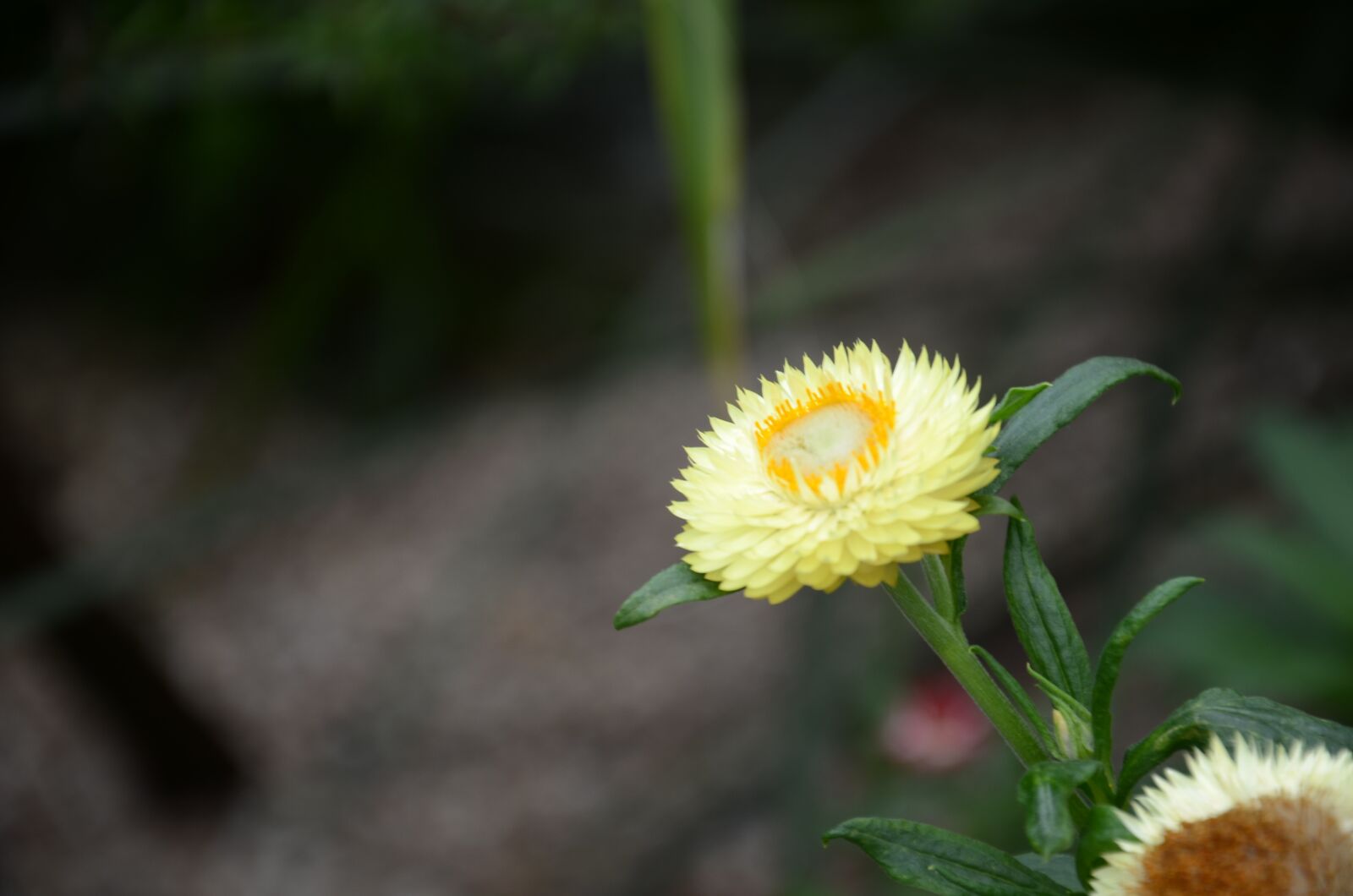 Nikon D7000 sample photo. Flower, the leaves, spike photography