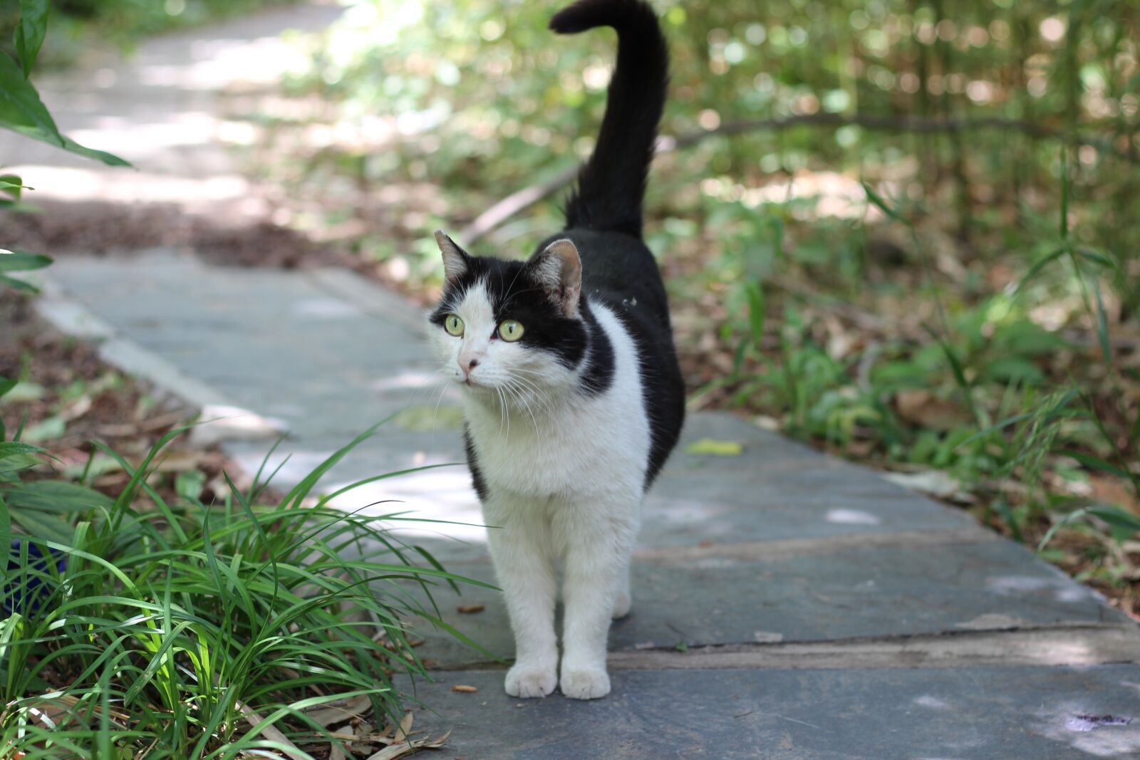 Canon EOS 600D (Rebel EOS T3i / EOS Kiss X5) + Canon EF 50mm F1.8 STM sample photo. Kitty, cute, an ordinary photography