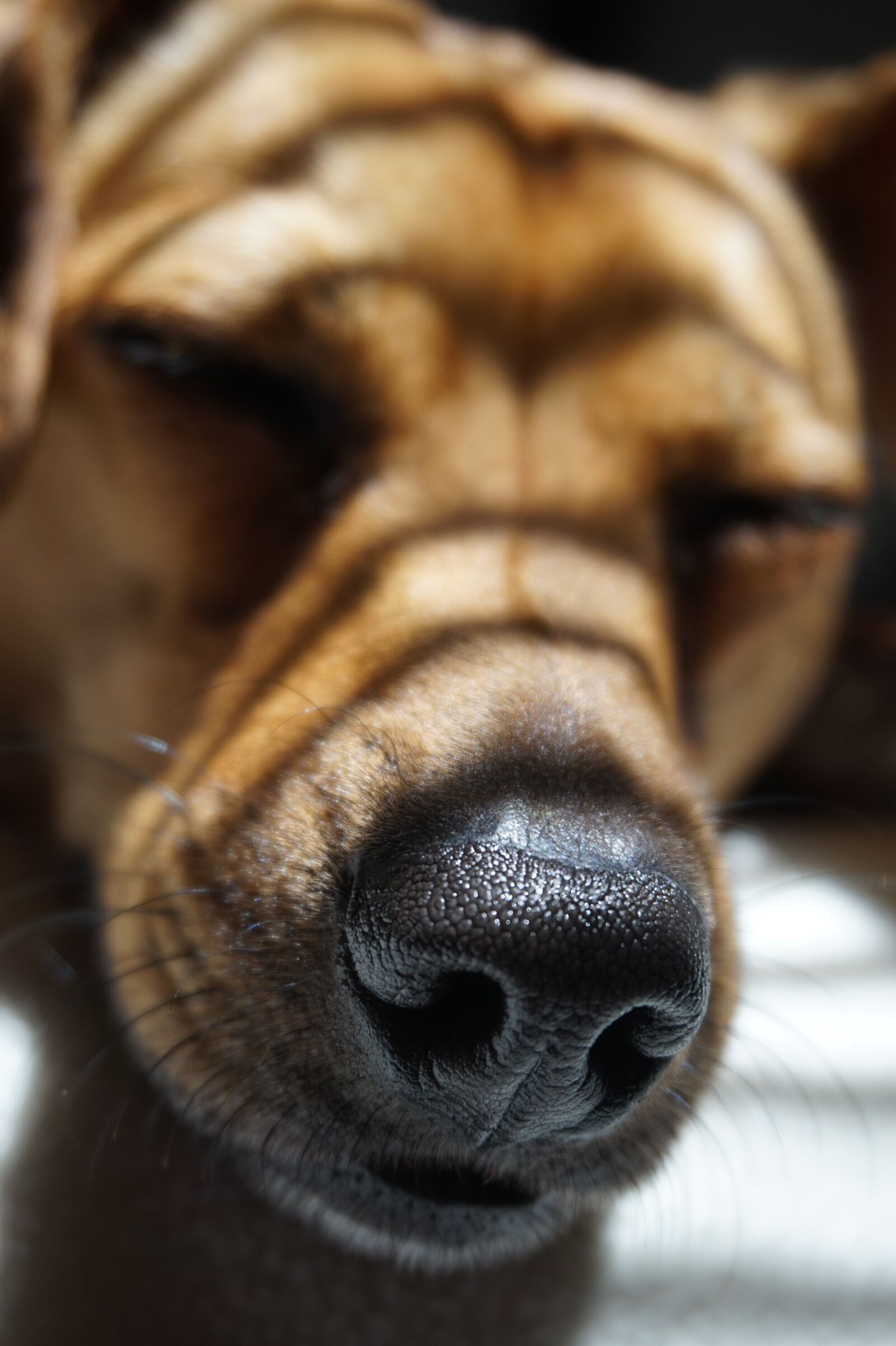 Sony Alpha a5000 (ILCE 5000) sample photo. Dog, dachshund, cute photography