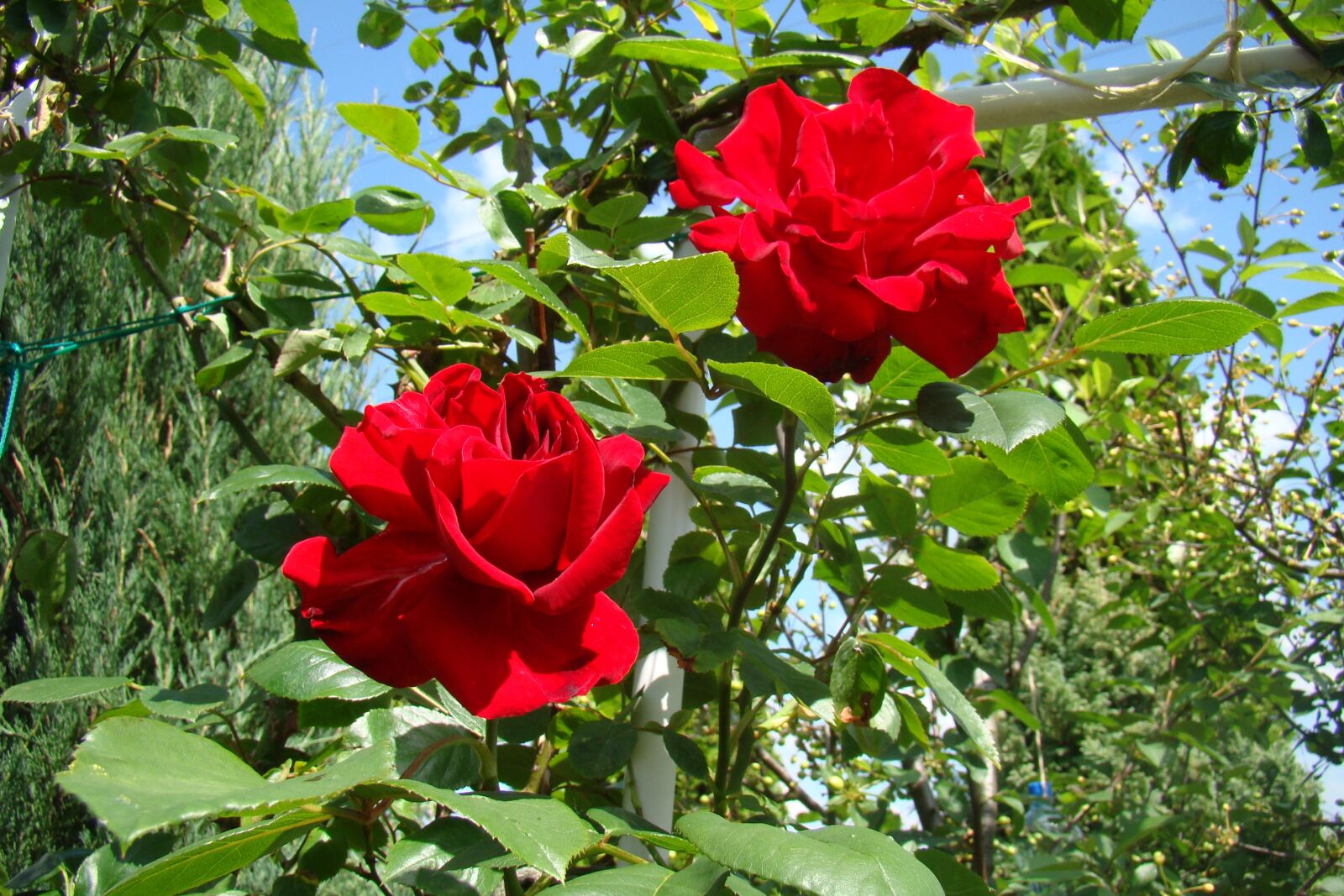 Sony Cyber-shot DSC-H50 sample photo. Roses, red roses, the photography