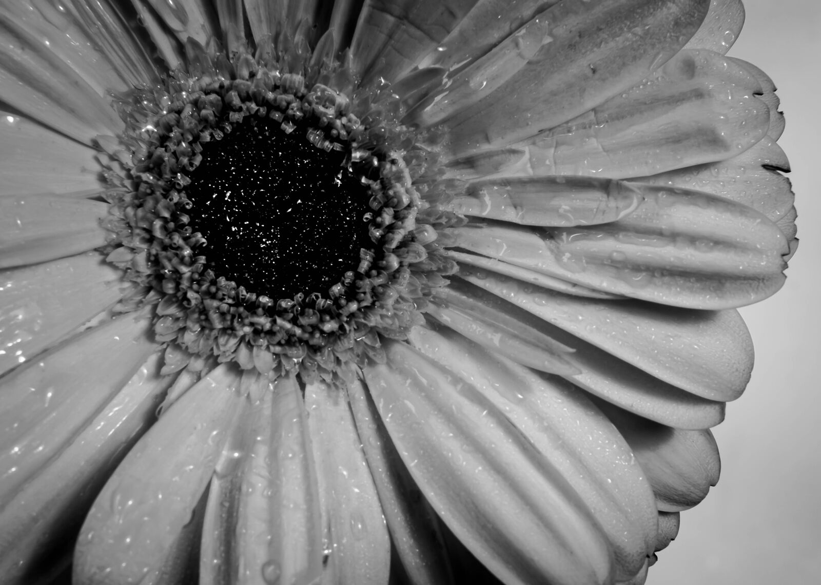Nikon D5300 sample photo. Flower, cute, flowers photography