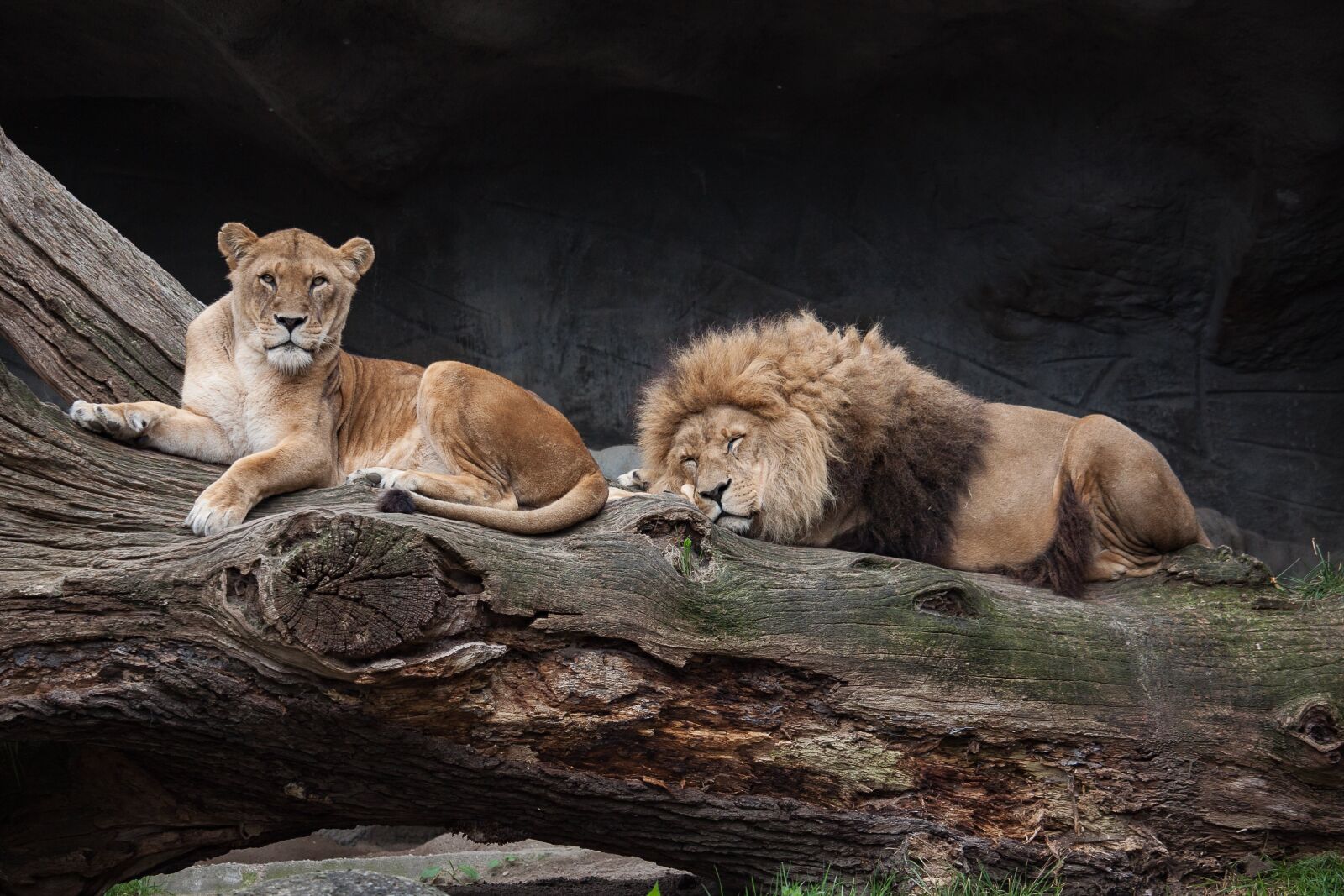 Canon EOS 50D sample photo. Lion, predator, female photography