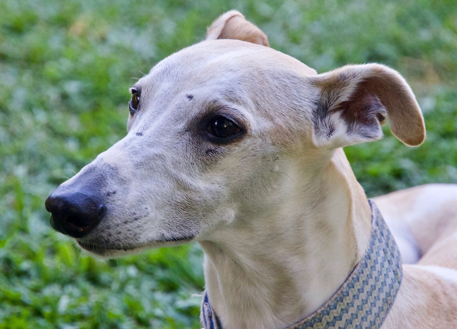 Sony E 18-135mm F3.5-5.6 OSS sample photo. Whippet, face, gentle photography