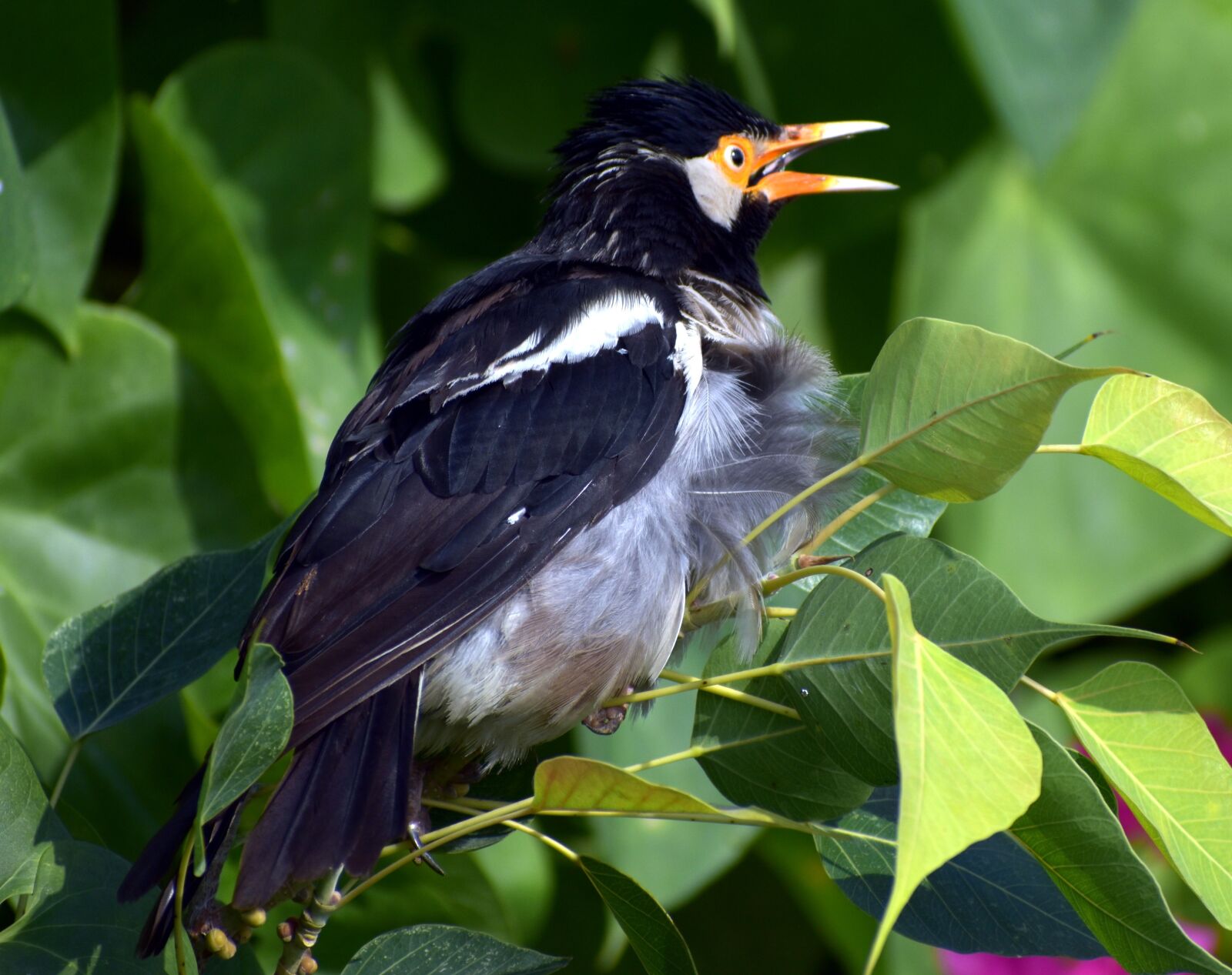 Nikon D5600 sample photo. Pied myna, bird, orange photography