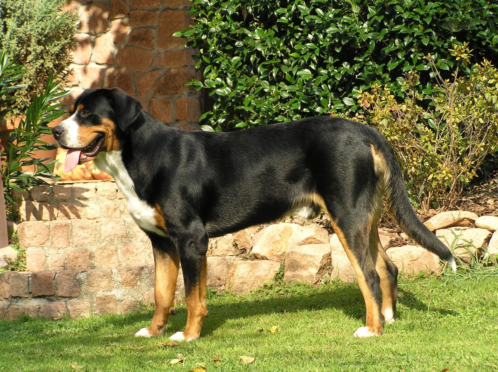 Olympus C765UZ sample photo. Greater swiss mountain dog photography