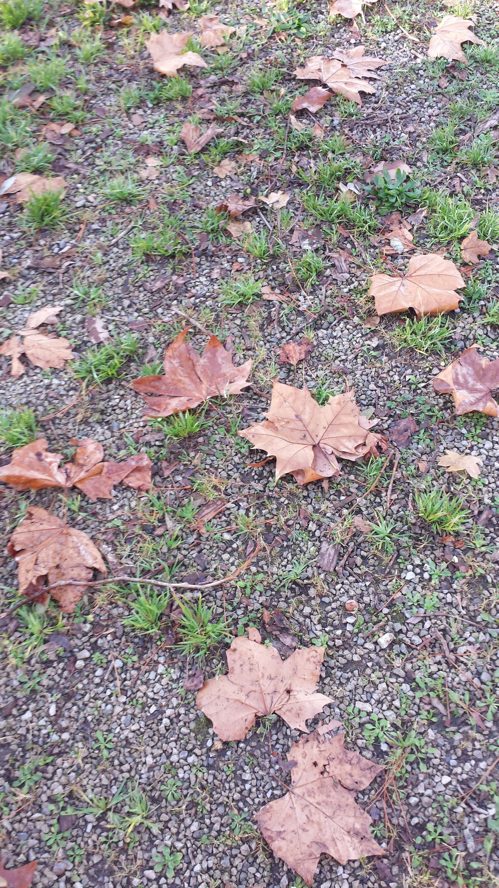 Samsung Galaxy S4 sample photo. Hojas, de, otono photography