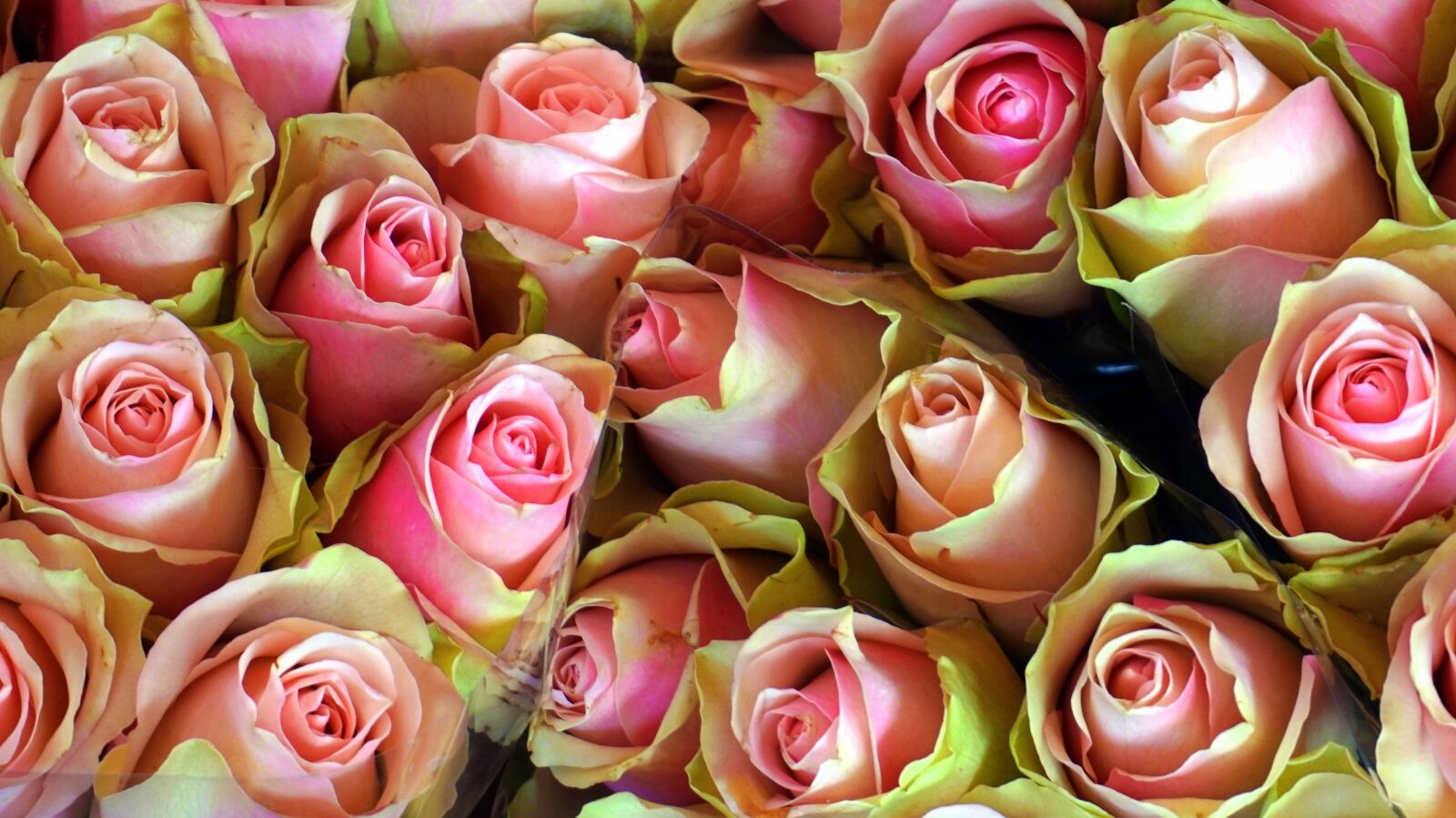 Sony Alpha a5000 (ILCE 5000) sample photo. Roses, blossom, bloom photography