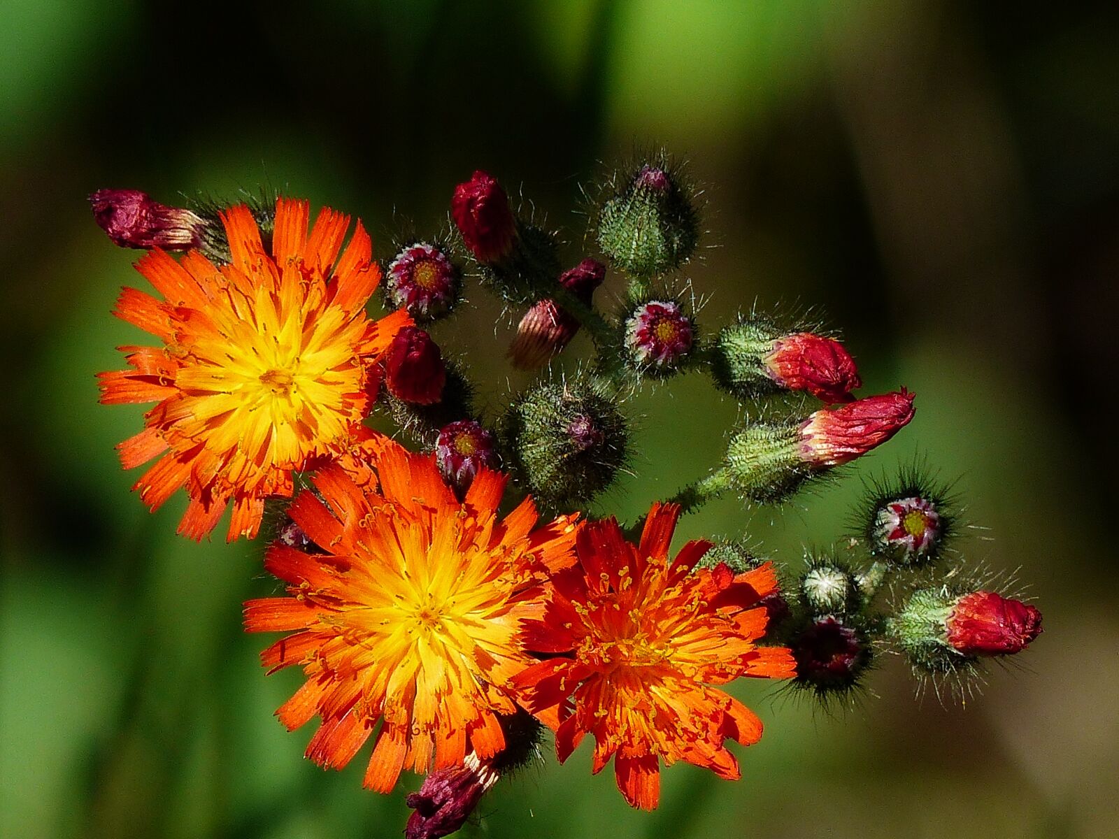 Panasonic Lumix DMC-FZ200 sample photo. Wild flower, plant, orange photography