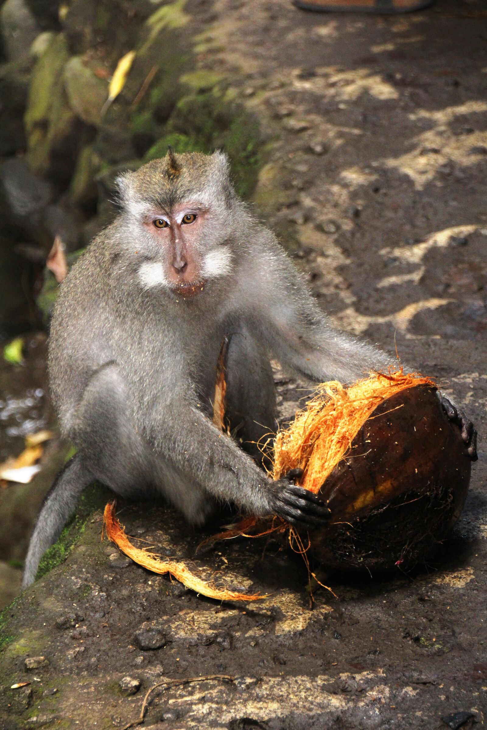 Canon EOS 700D (EOS Rebel T5i / EOS Kiss X7i) sample photo. Bali, monkey, coconut photography