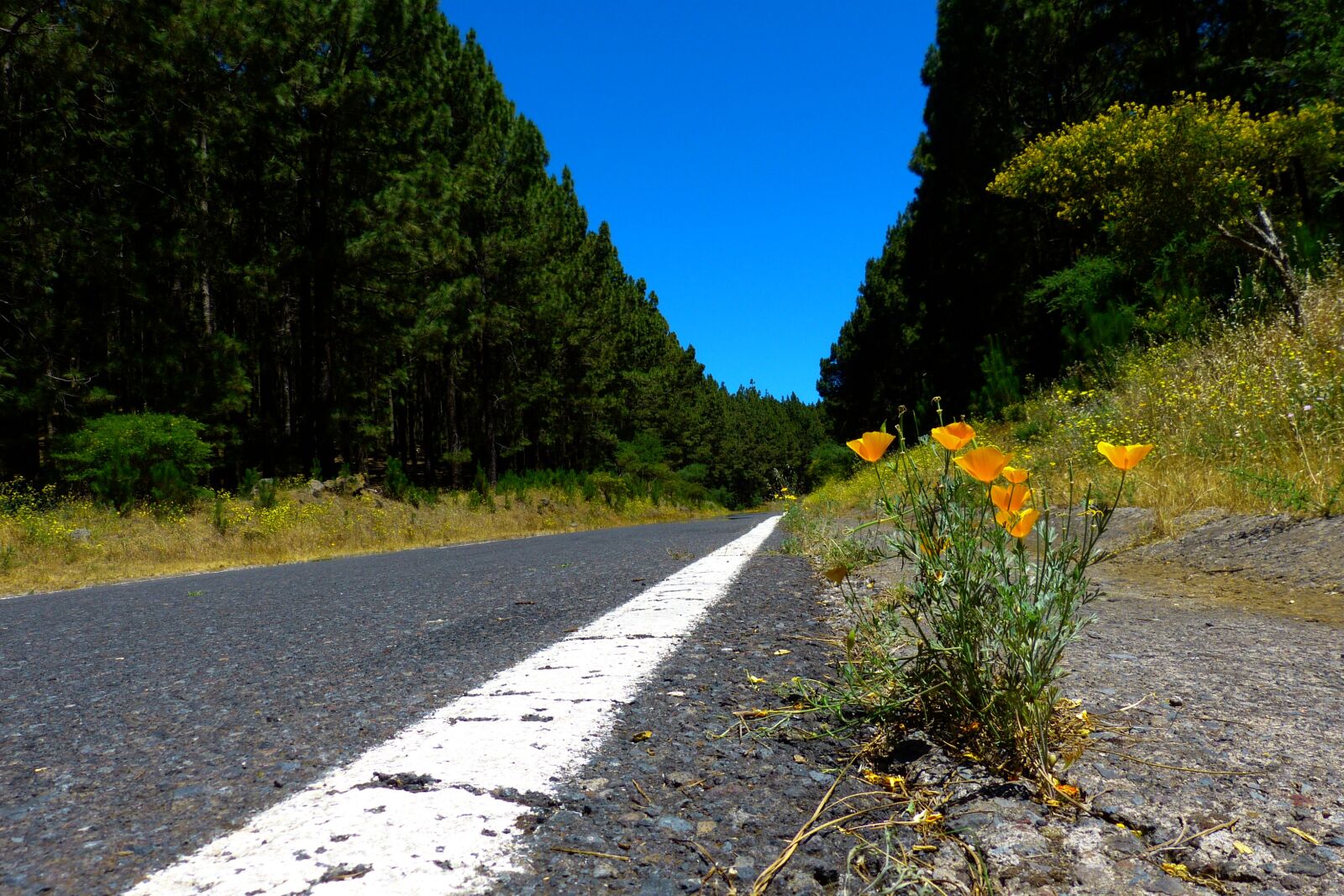 Panasonic Lumix DMC-FZ150 sample photo. Road, forest, tree lined photography