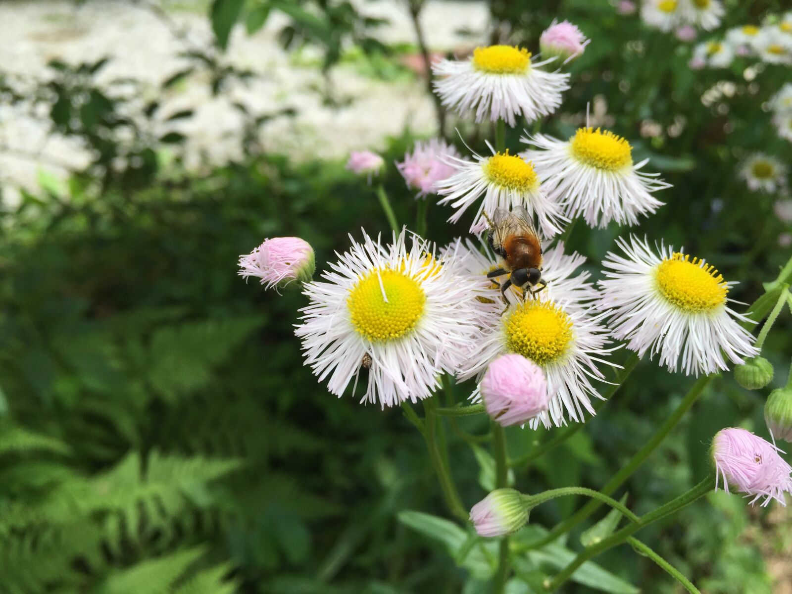 Apple iPhone 6 sample photo. Daisy, bee, fern photography