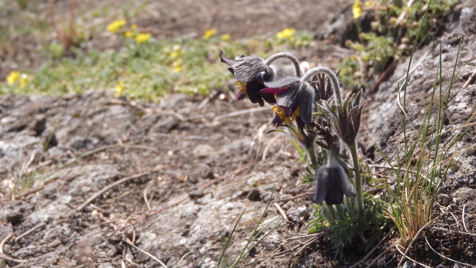 Nikon Coolpix P610 sample photo. Pulsatilla pratensis, protected plants photography