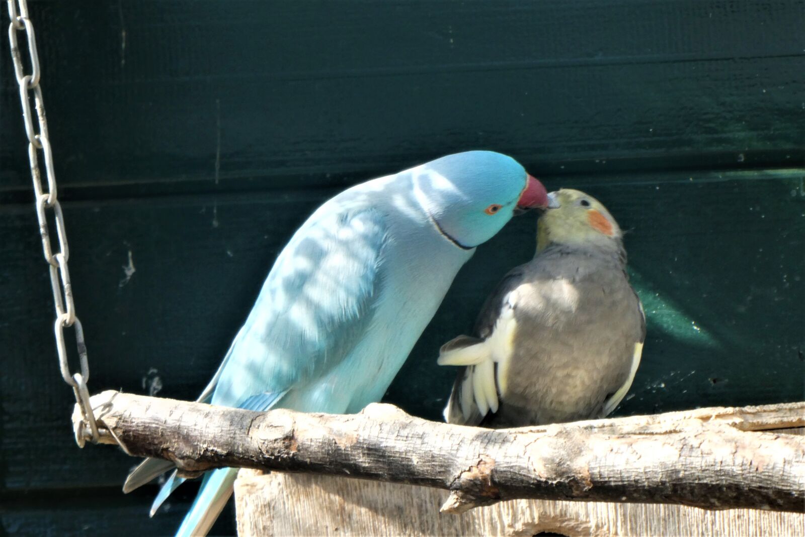 Panasonic Lumix DC-ZS70 (Lumix DC-TZ90) sample photo. Parakeets, bird, we photography
