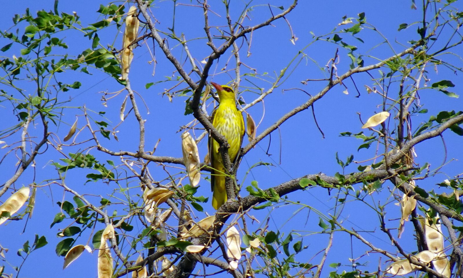Sony DSC-WX800 sample photo. Bird, indian golden oriole photography